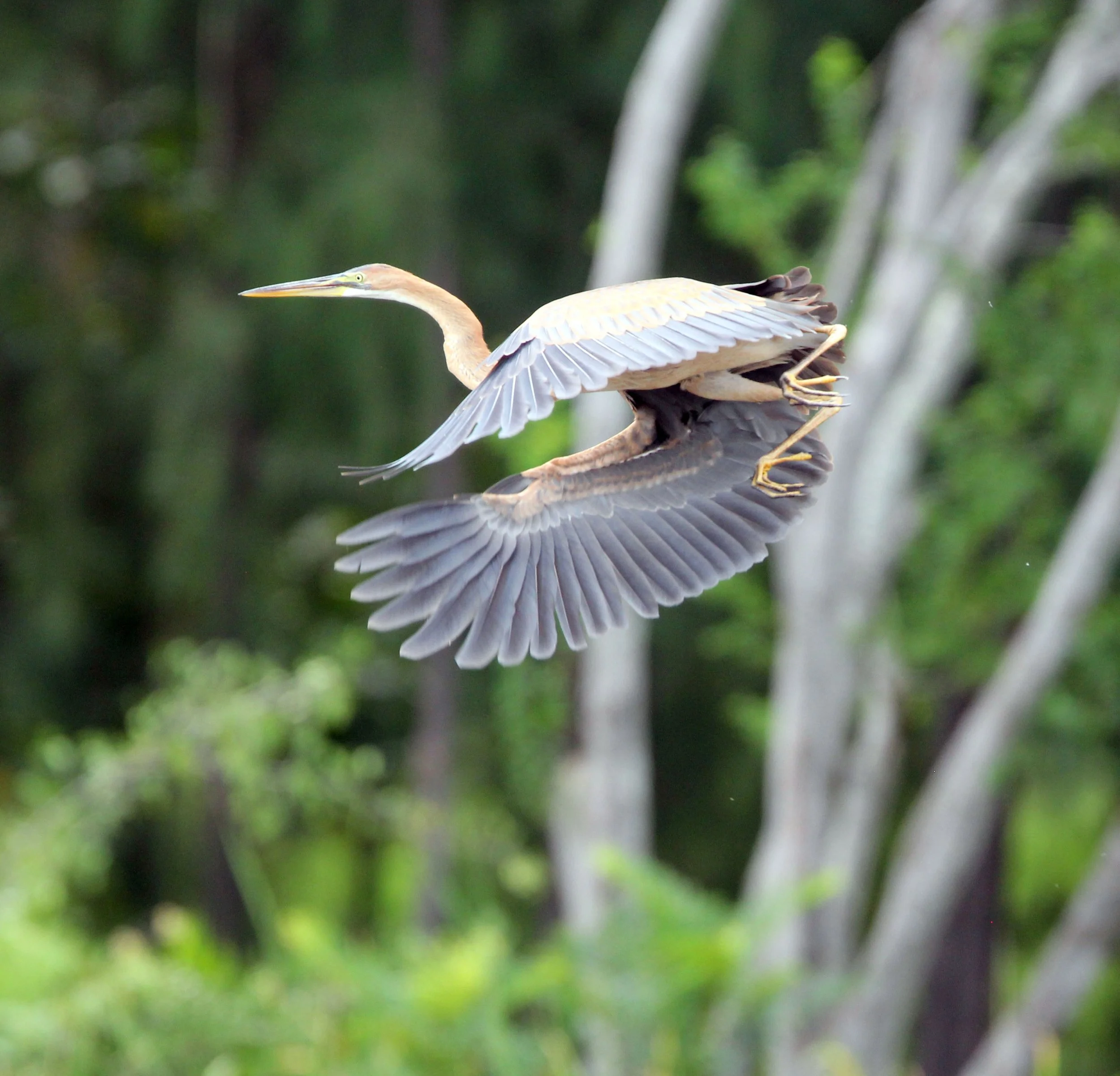 HERON - PURPLE HERON - Ardea purpurea - KHAO SAM ROI YOD THAILAND (19).JPG