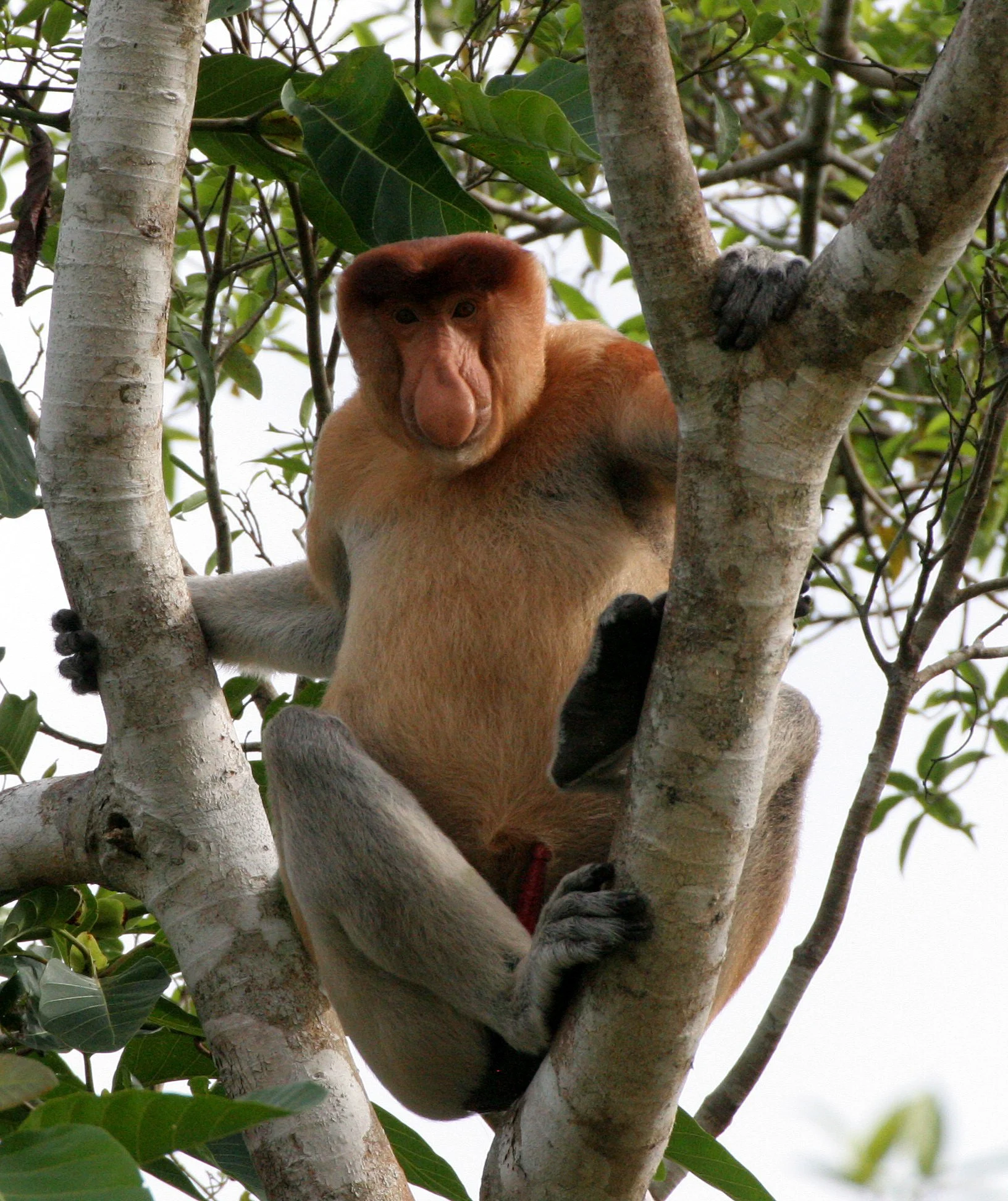 CERCOPITHECIDAE - Nasalis larvatus - PROBOSCIS MONKEY - KINABATANGAN RIVER BORNEO  (28).JPG