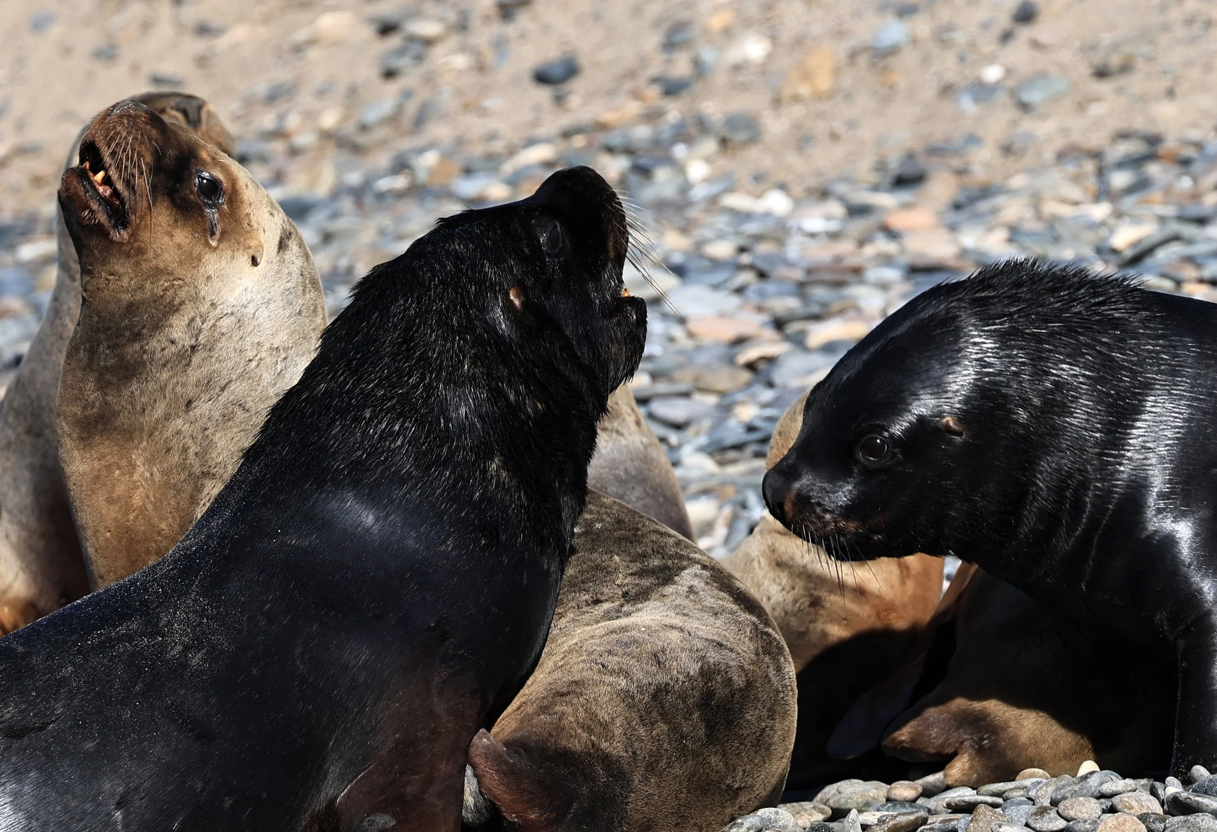 South American Sea Lion (Otaria flavescens) Puerto Rawson Argentina (20).jpg