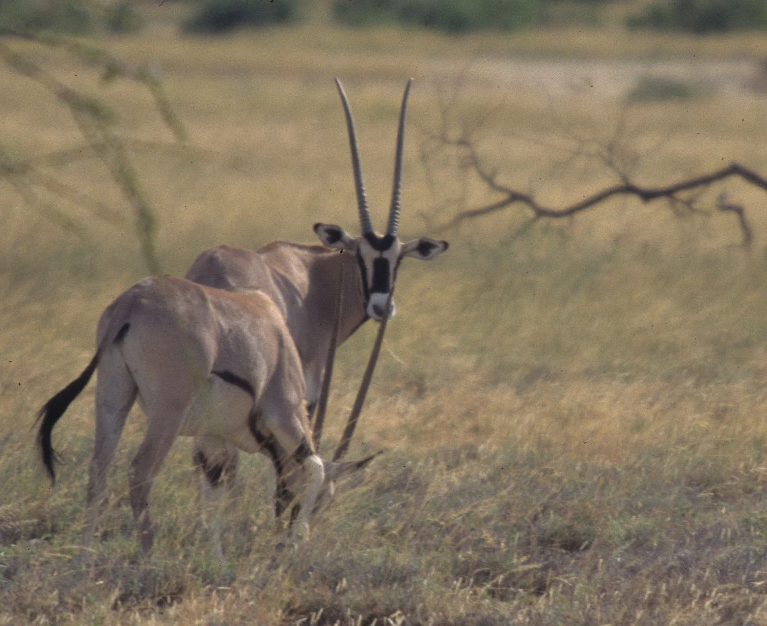 BOVID - ORYX - BEISA - SHABA (10).jpg