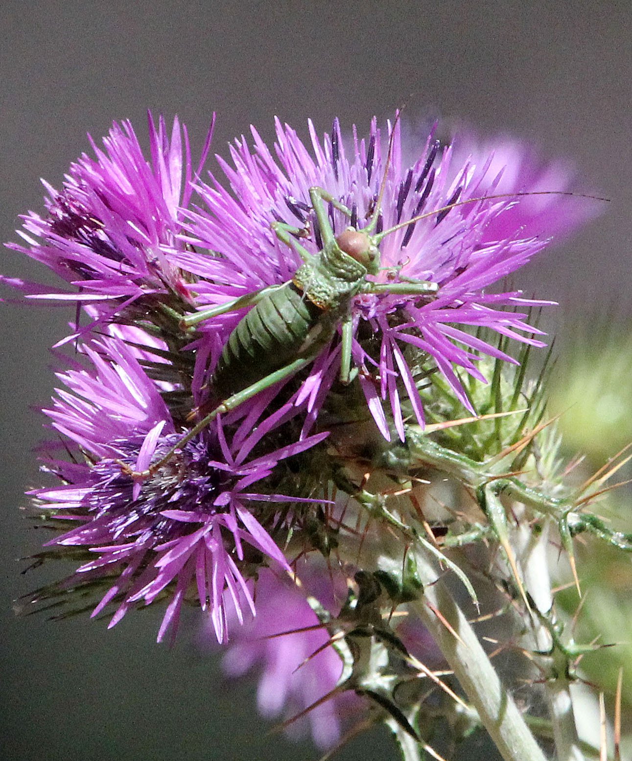 Gryllidae - Species 12 - Feija NP, Tunisia (2).JPG