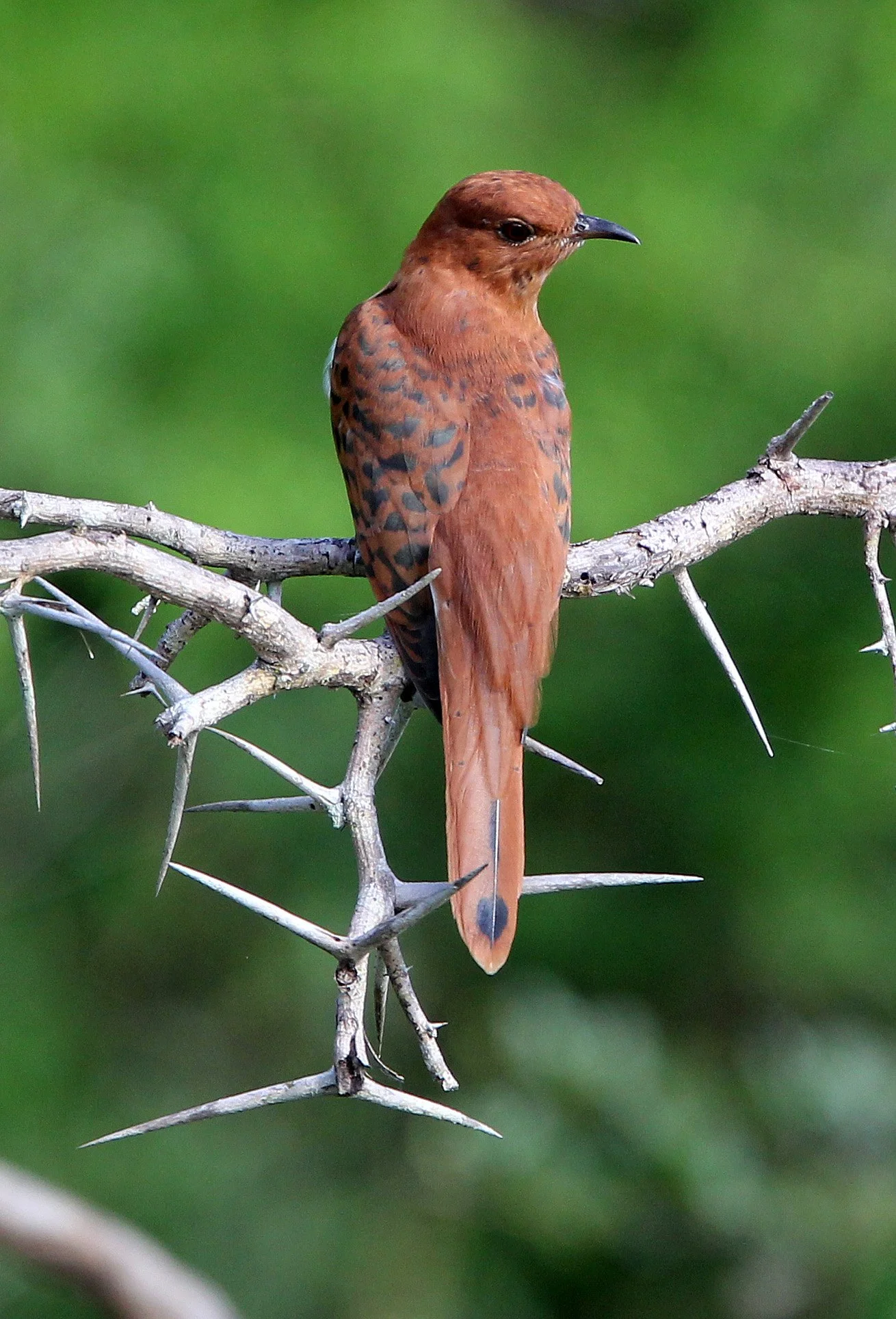 Gray-bellied Cuckoo (Cacomantis passerinus) Yala NP Sri Lanka (9).JPG