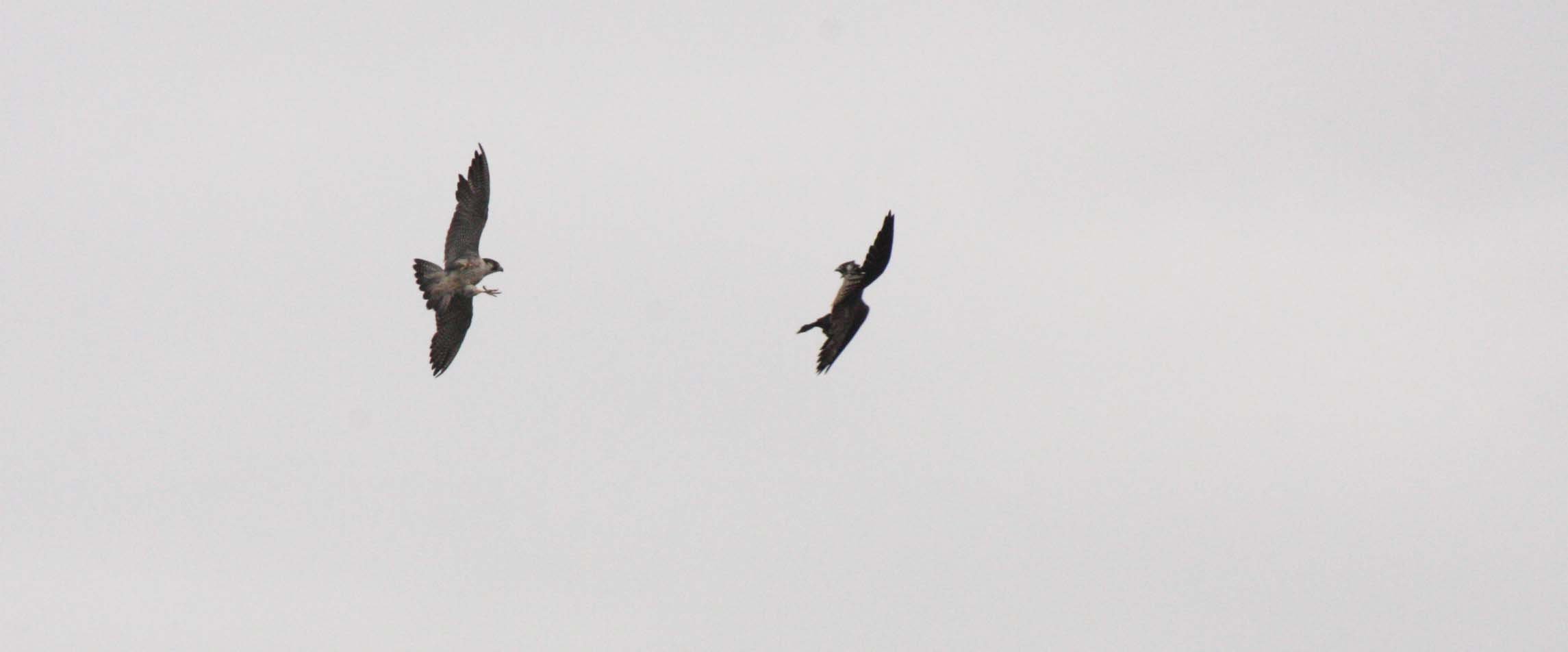 Falco peregrinus peregrinator - INDIAN PEREGRINE FALCON - BUENG BORAPHET THAILAND - CHRISTMAS IN THAILAND TRIP 2008 (12).JPG