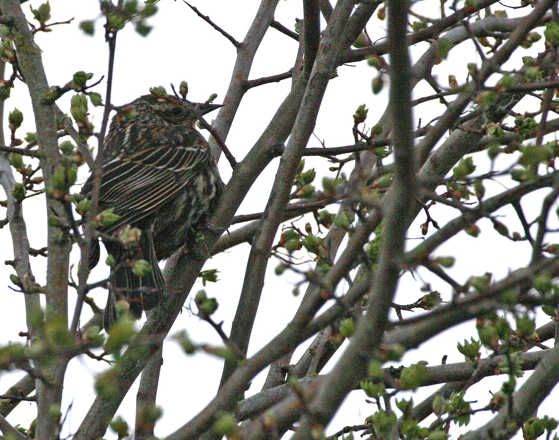 Red-winged Blackbird (Agelaius phoeniceus) Jamestown Olympic Peninsula Washington (29).JPG