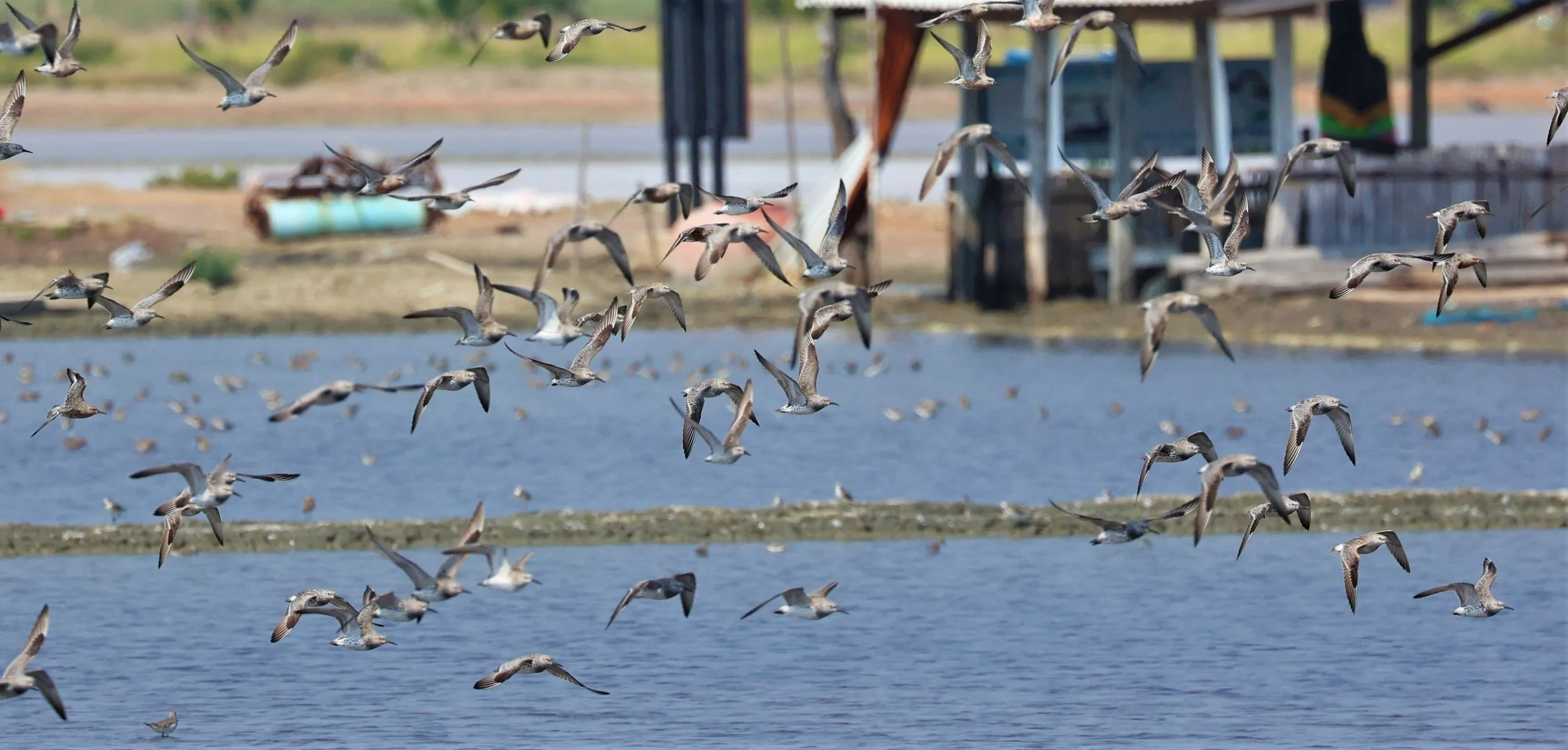 KNOT - GREAT KNOTS - Calidris tenuirostris -WITH RED KNOTS - PAK THALE SALT PONDS MARCH 2022 (3).jpg