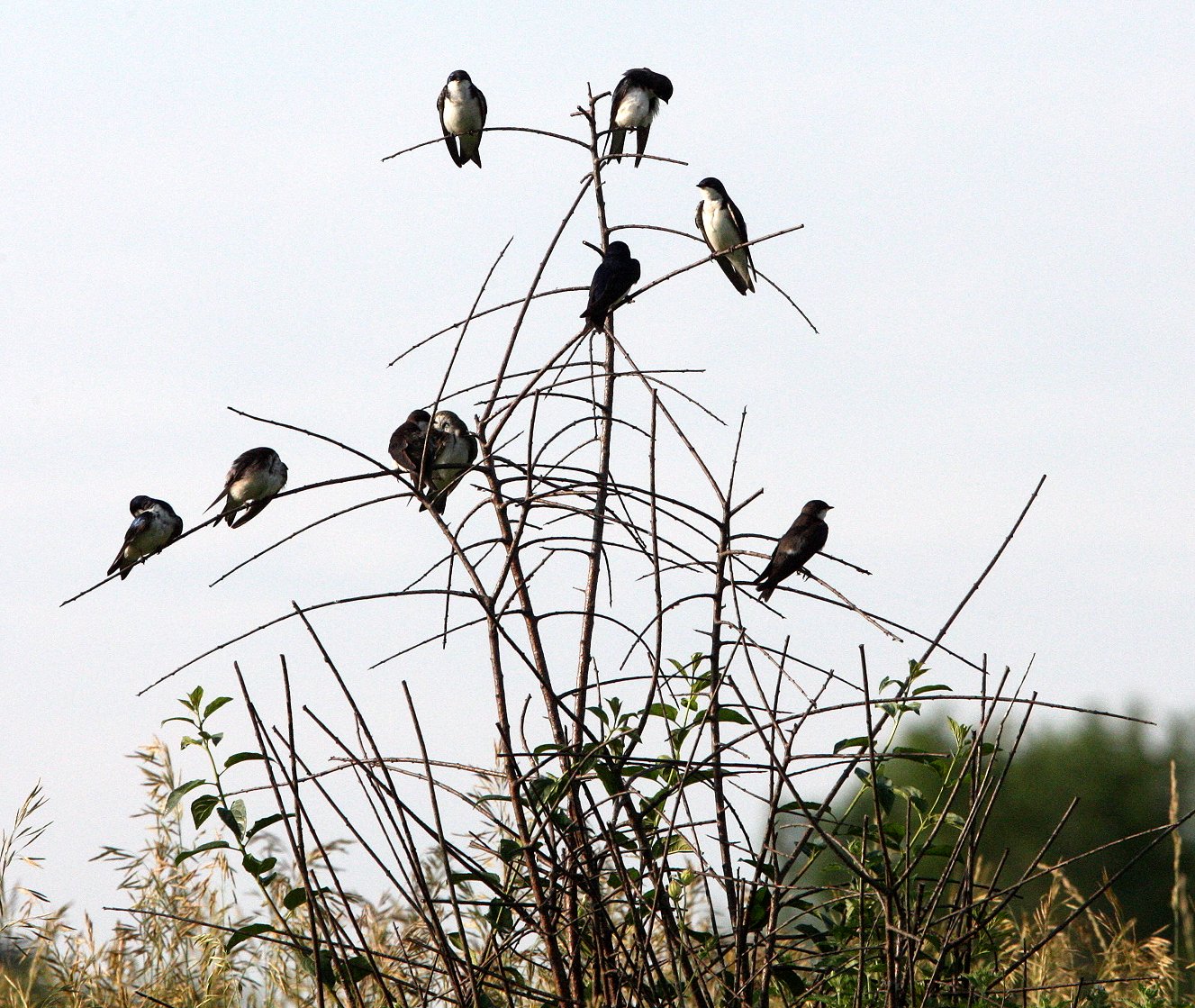 Tree Swallow (Tachycineta bicolor) McKee Marsh Illinois (1).JPG