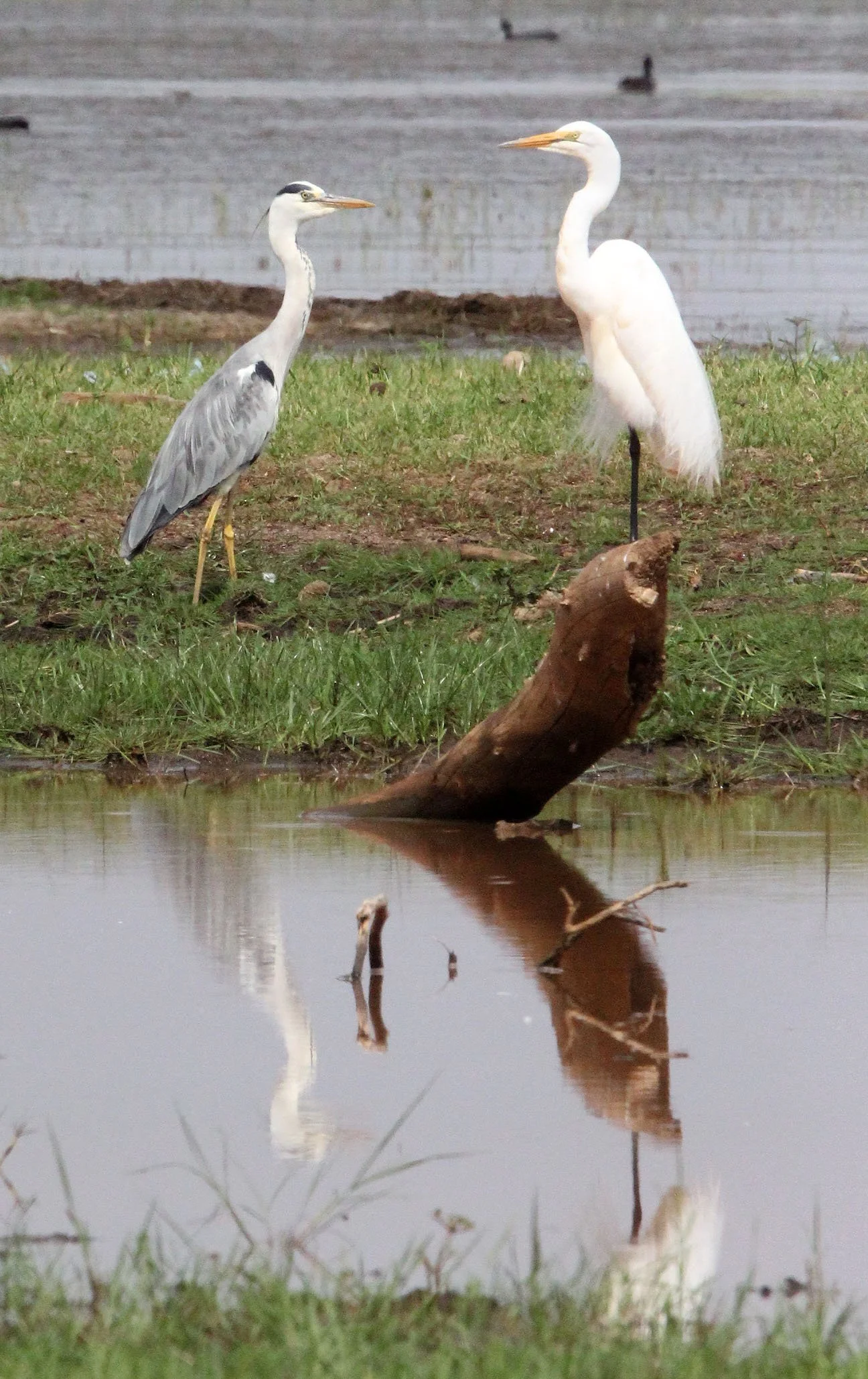 EGRET - INTERMEDIATE EGRET - EGRET - Mesophoyx intermedia - LANGANO LAKE ETHIOPIA (2).JPG