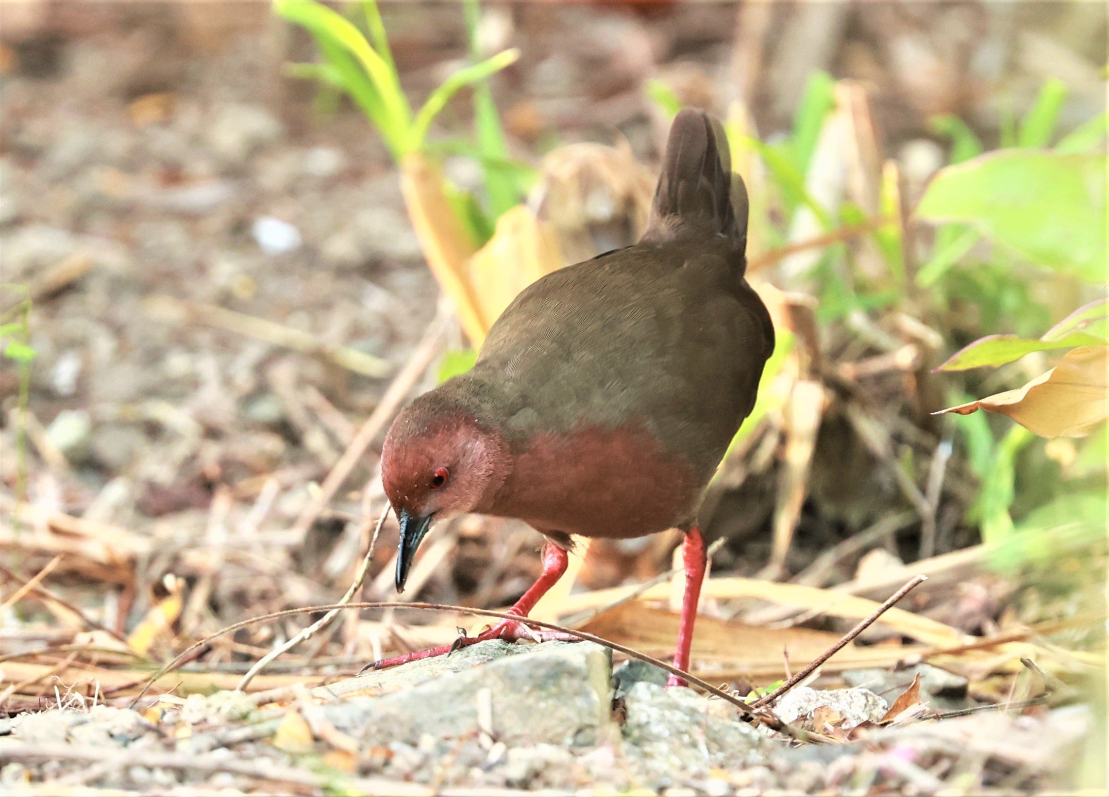 Ruddy-breasted Crake (Porzana fusca) Kaeng Krachan NP Vicinity (16).jpg