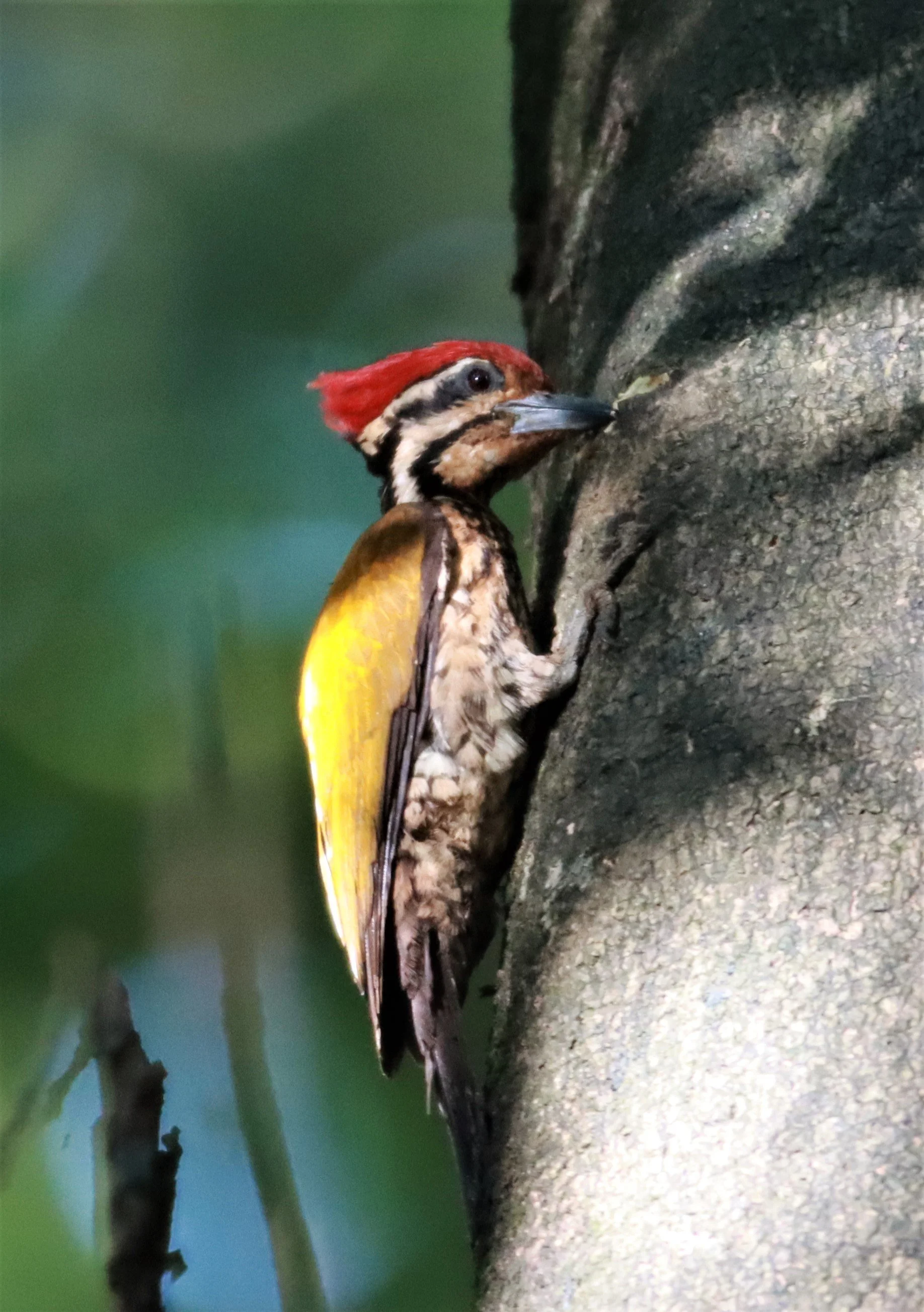 WOODPECKER - COMMON FLAMEBACK - Dinopium javenense - AO PHANG NGA NATIONAL PARK AREA (37).jpg