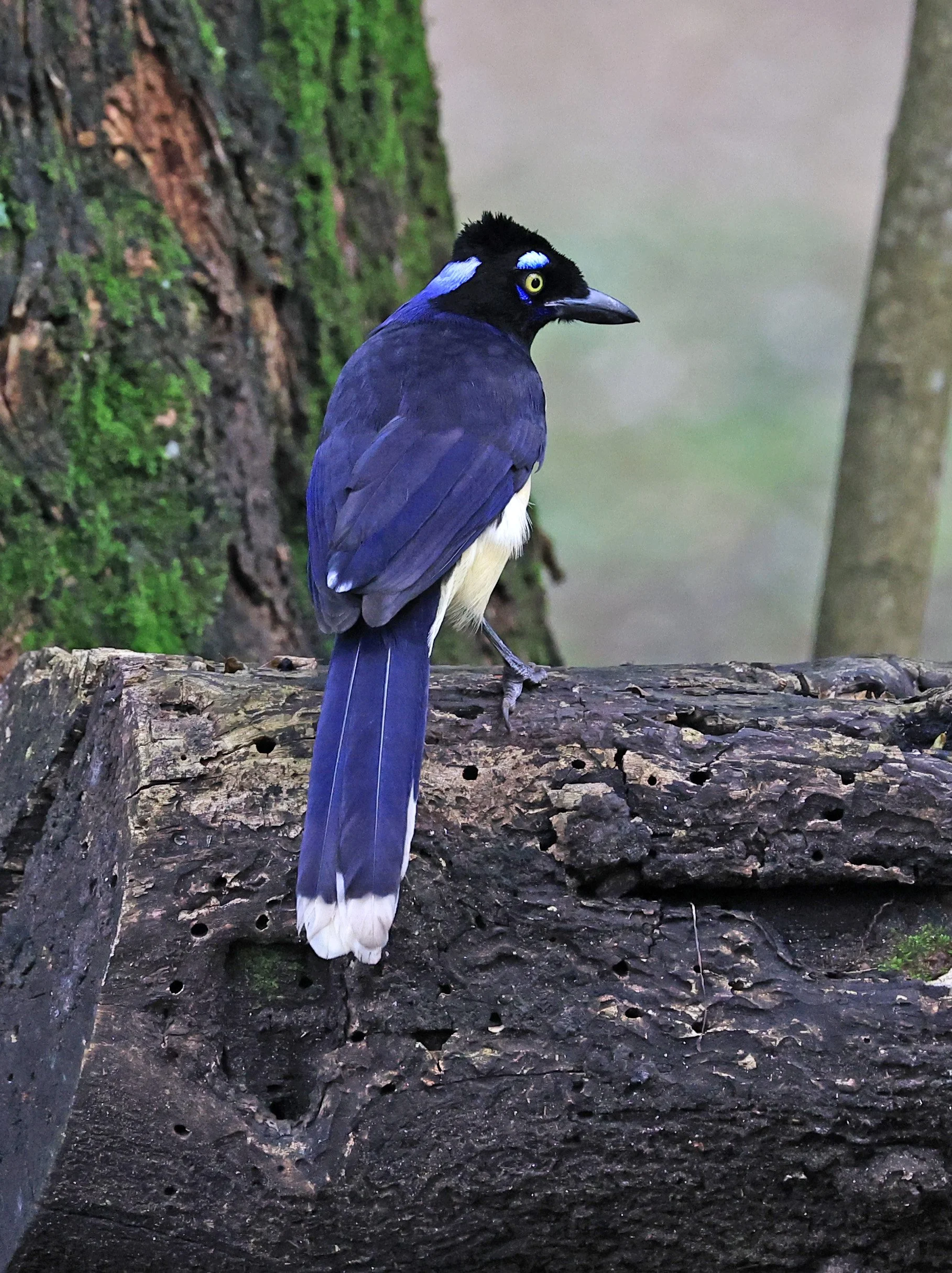 Plush-crested Jay (Cyanocorax chrysops) El Palmar National Park, Entre Rios, Argentina (6).jpg