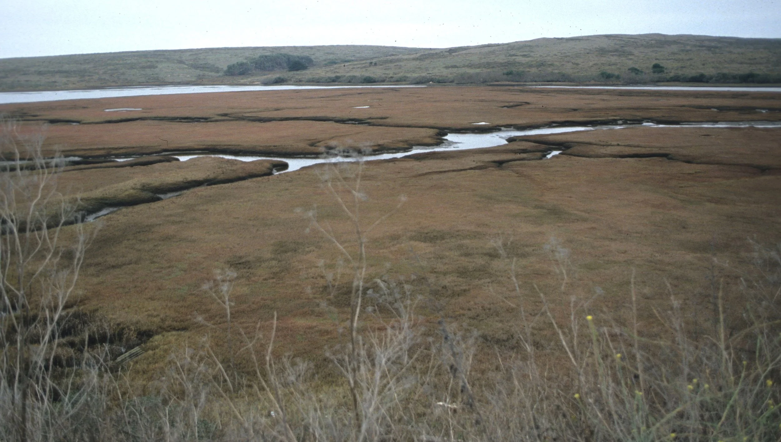 CALIFORNIA - POINT REYES - DRAKES ESTERO.jpg