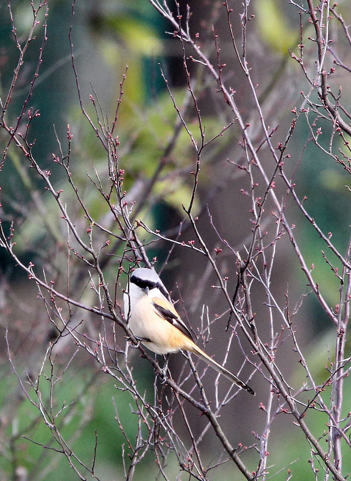 Long-tailed Shrike (Lanius schach) Binjiang Forest Park Shanghai (1).JPG