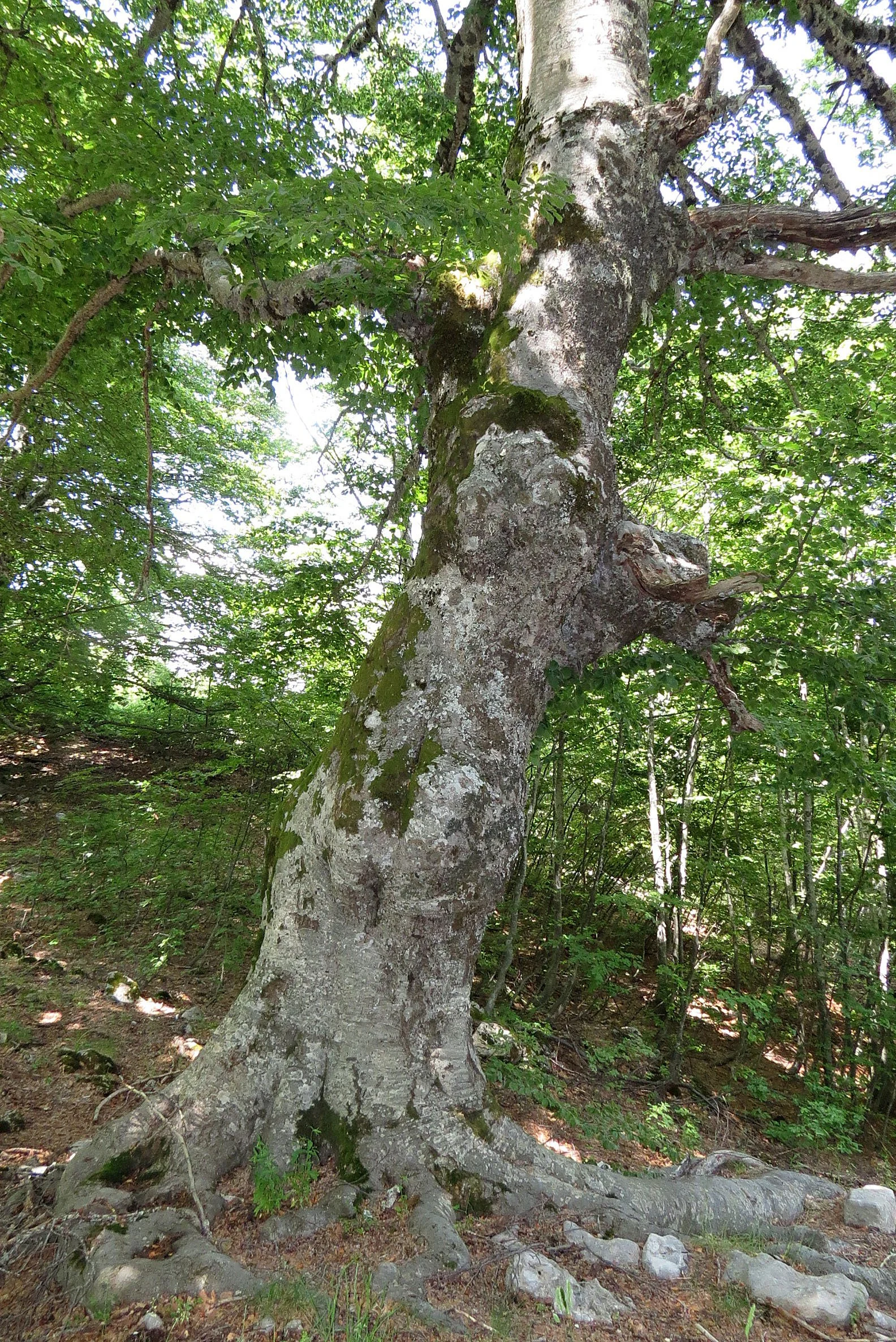 ABRUZZO NATIONAL PARK ITALY (38).JPG