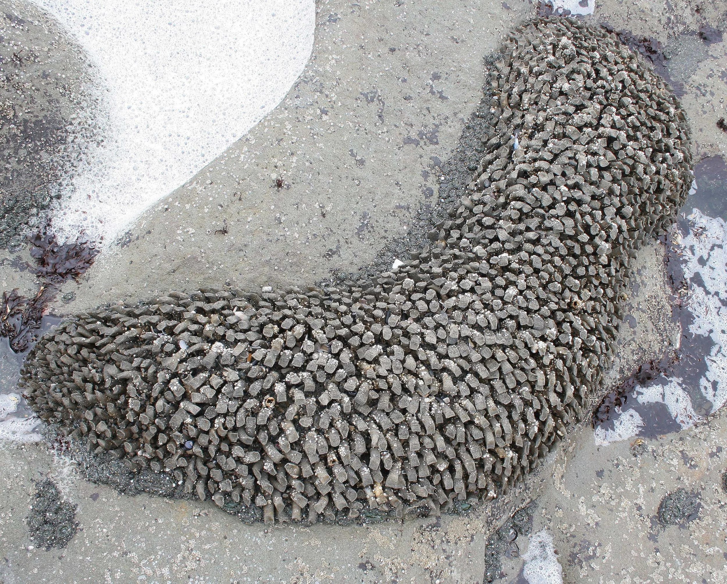 INVERTS - INTERTIDAL - ANNELIDA - FEATHER DUSTER WORMS (3).jpg