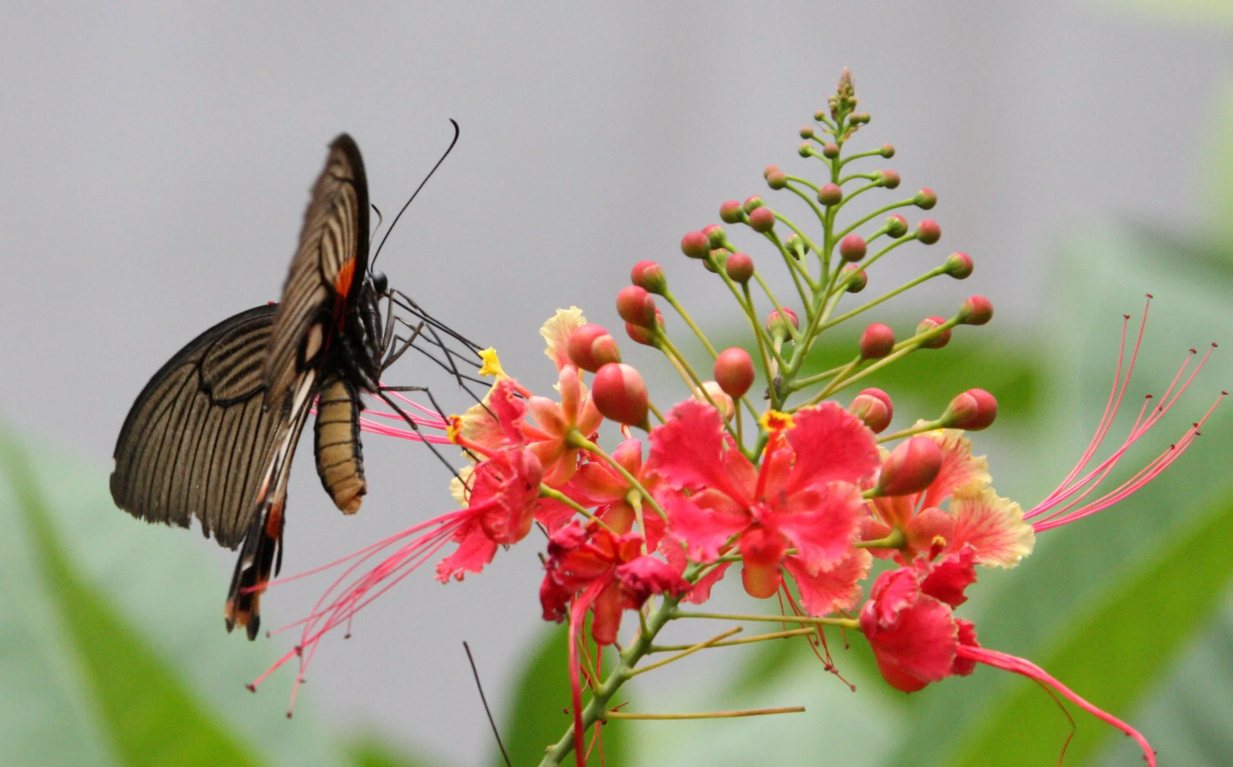KULEN MOUNTAIN CAMBODIA (7).JPG