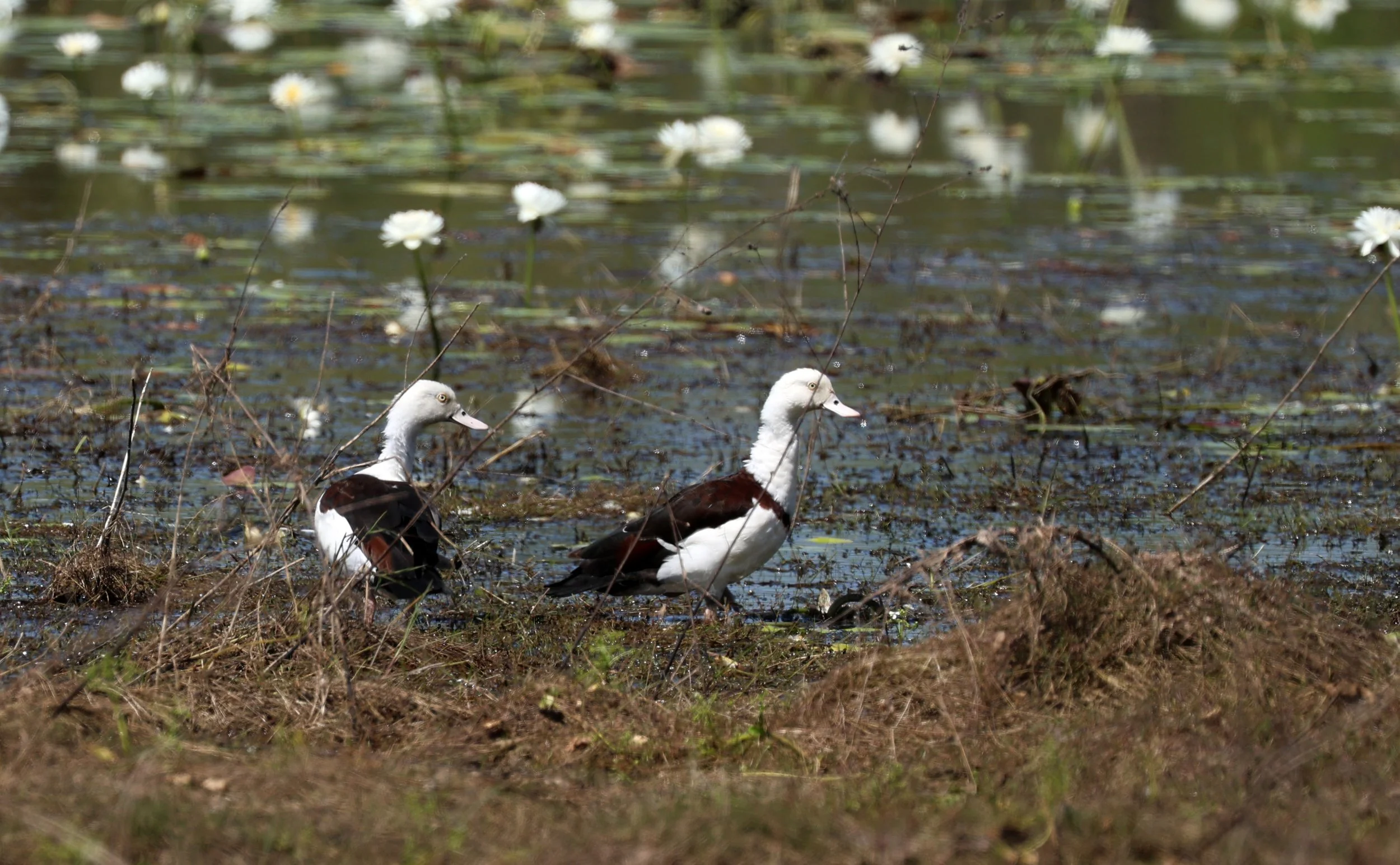 Radjah Shelduck (Tadorna radjah) Anbangbang Billabong, Kakadu NP - Northern Territory  (35).jpg