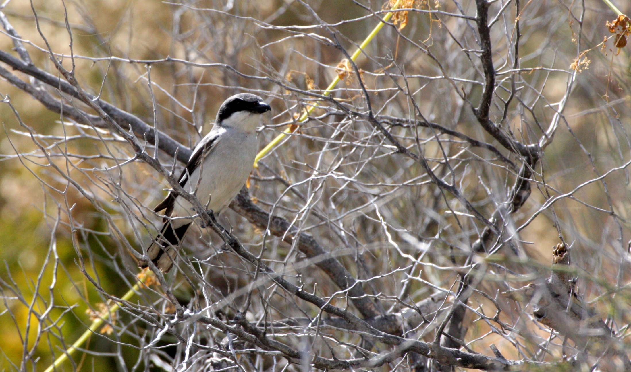 Loggerhead Shrike (Lanius ludovicianus) Isla Catalina Baja Mexico (16).JPG