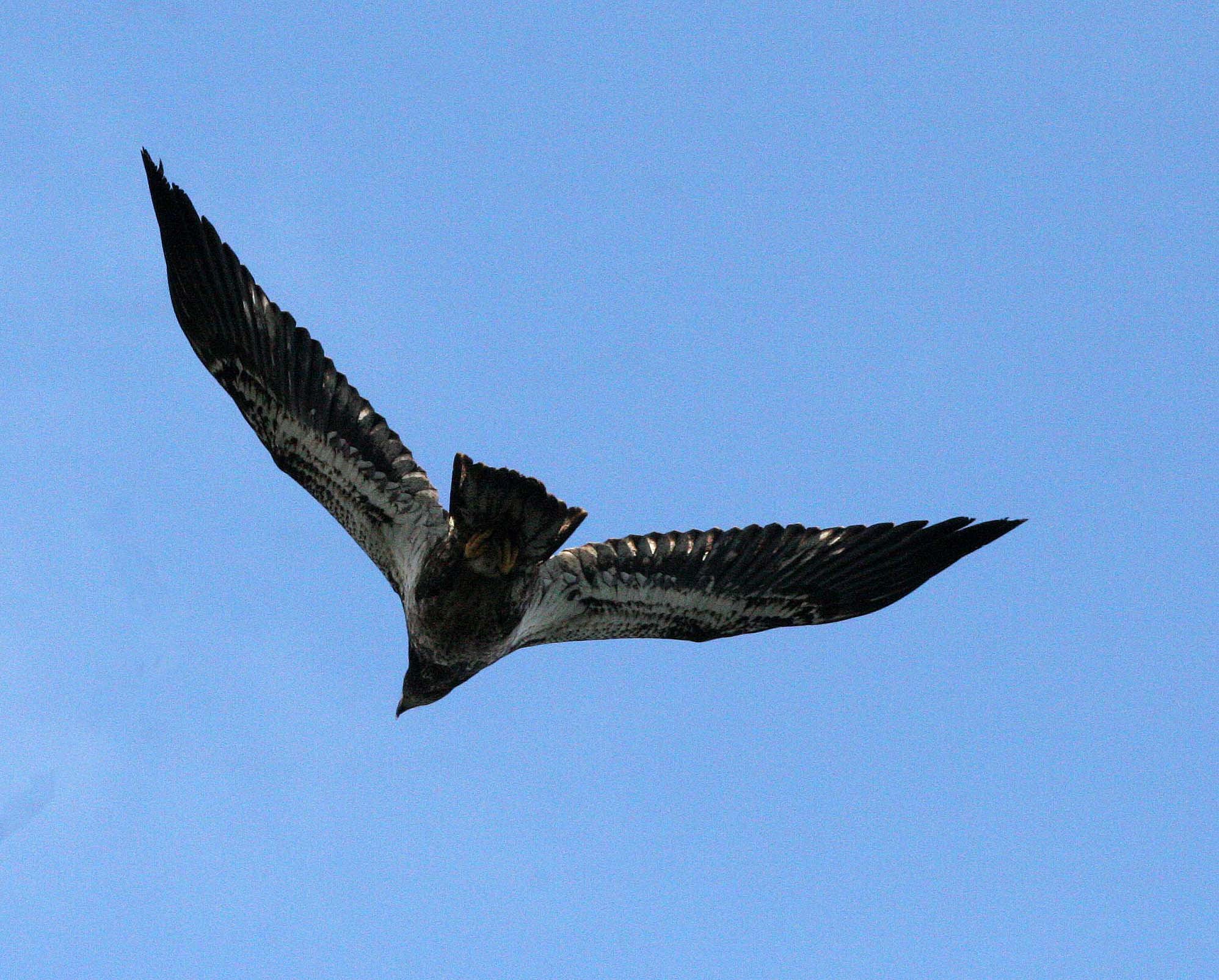 Haliaeetus leucocephalus - AMERICAN BALD EAGLE - FISHING HUMBOLT SQUID - SEQUIM BAY WA (65).JPG