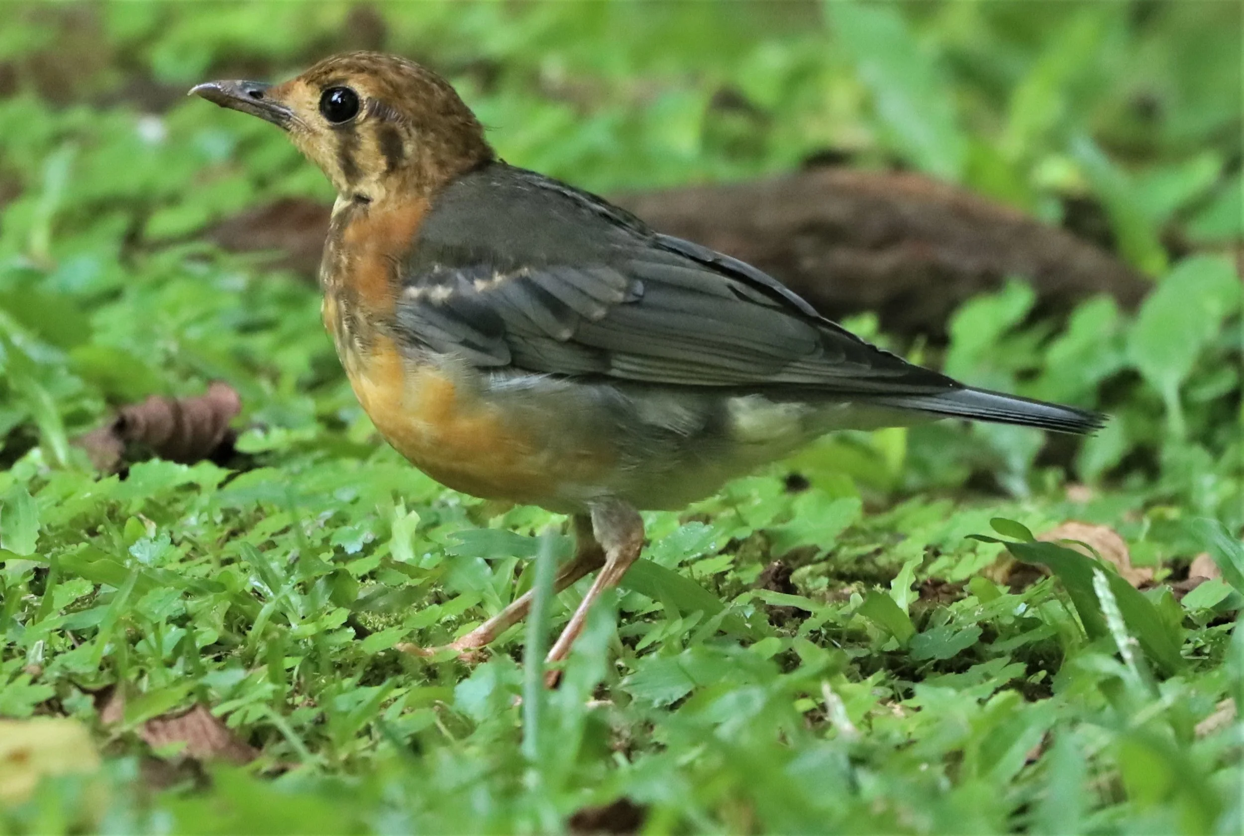 Orange-headed Thrush (Zoothera citrina) Doi Ang Kang Chiang Mai (11).jpg
