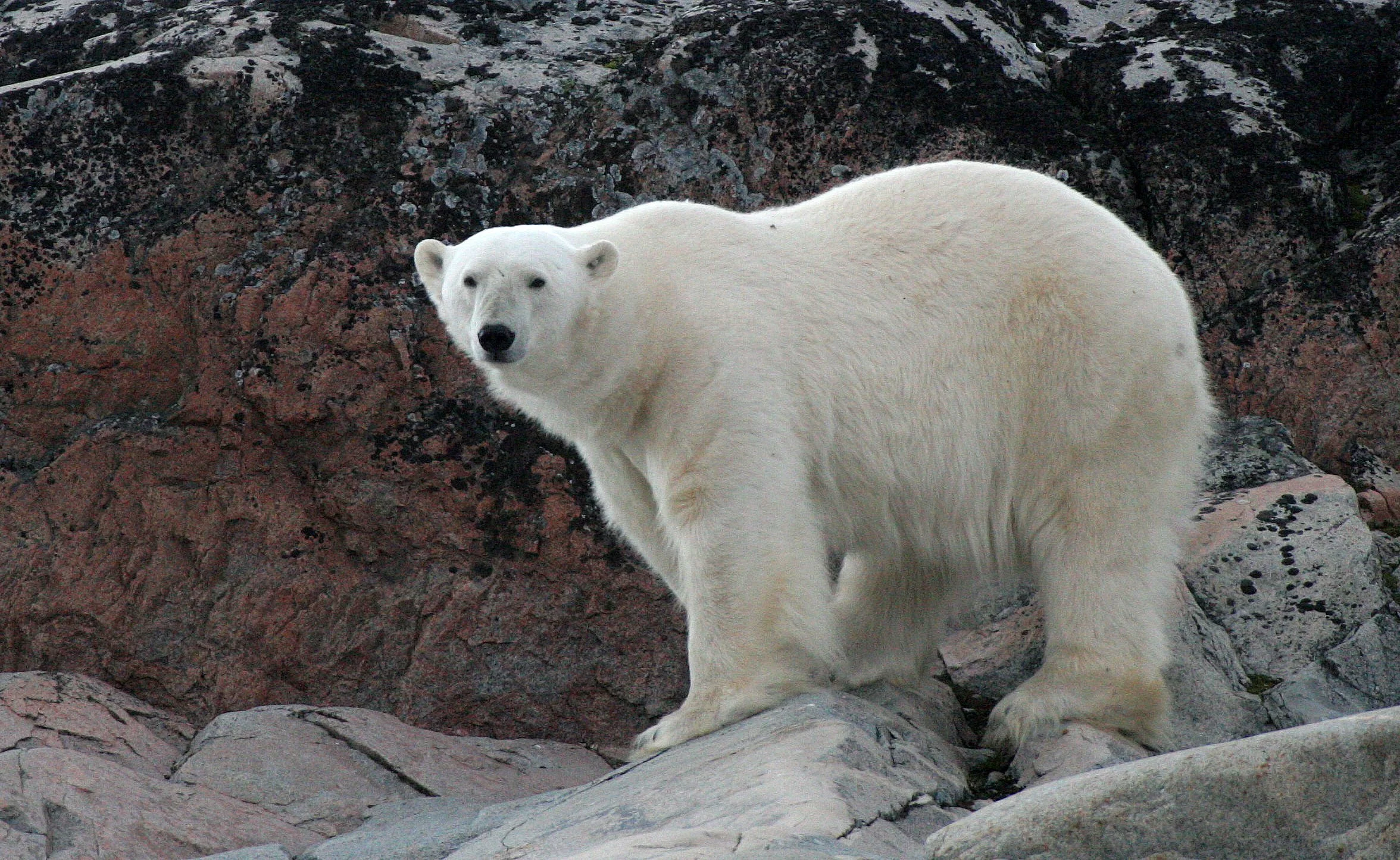 URSID - POLAR BEAR - SVALBARD (104).jpg