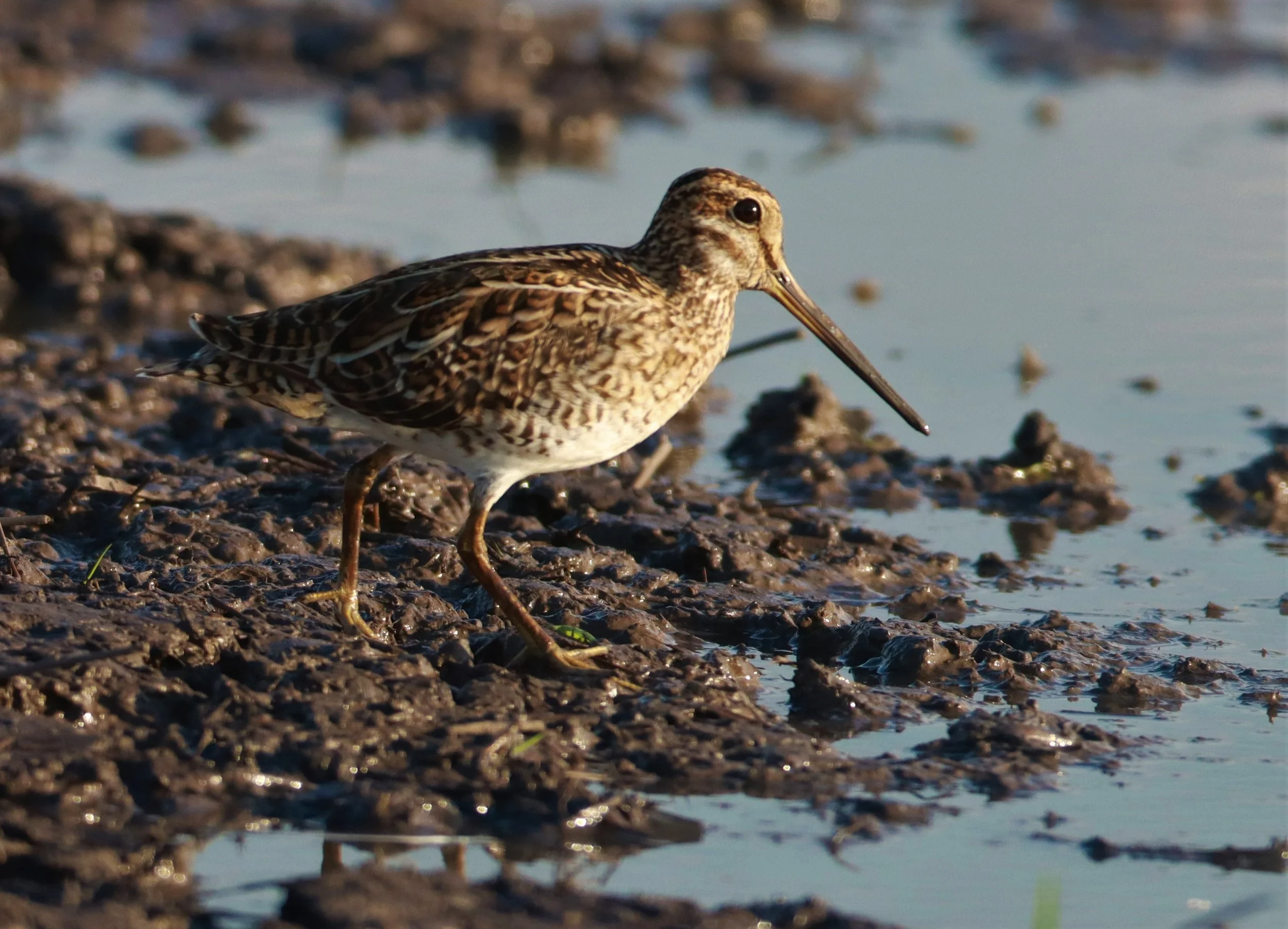 SNIPE - PINTAIL SNIPE - Gallinago stenura - PATHUM THANI RICE RESEARCH CENTER AUGUST 24 2021 (269).jpg