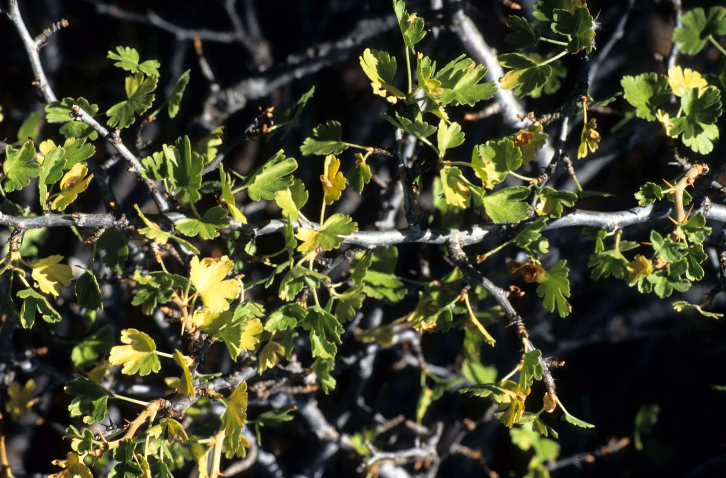 CALIFORNIA - SIERRA - PLANT SPECIES A.jpg
