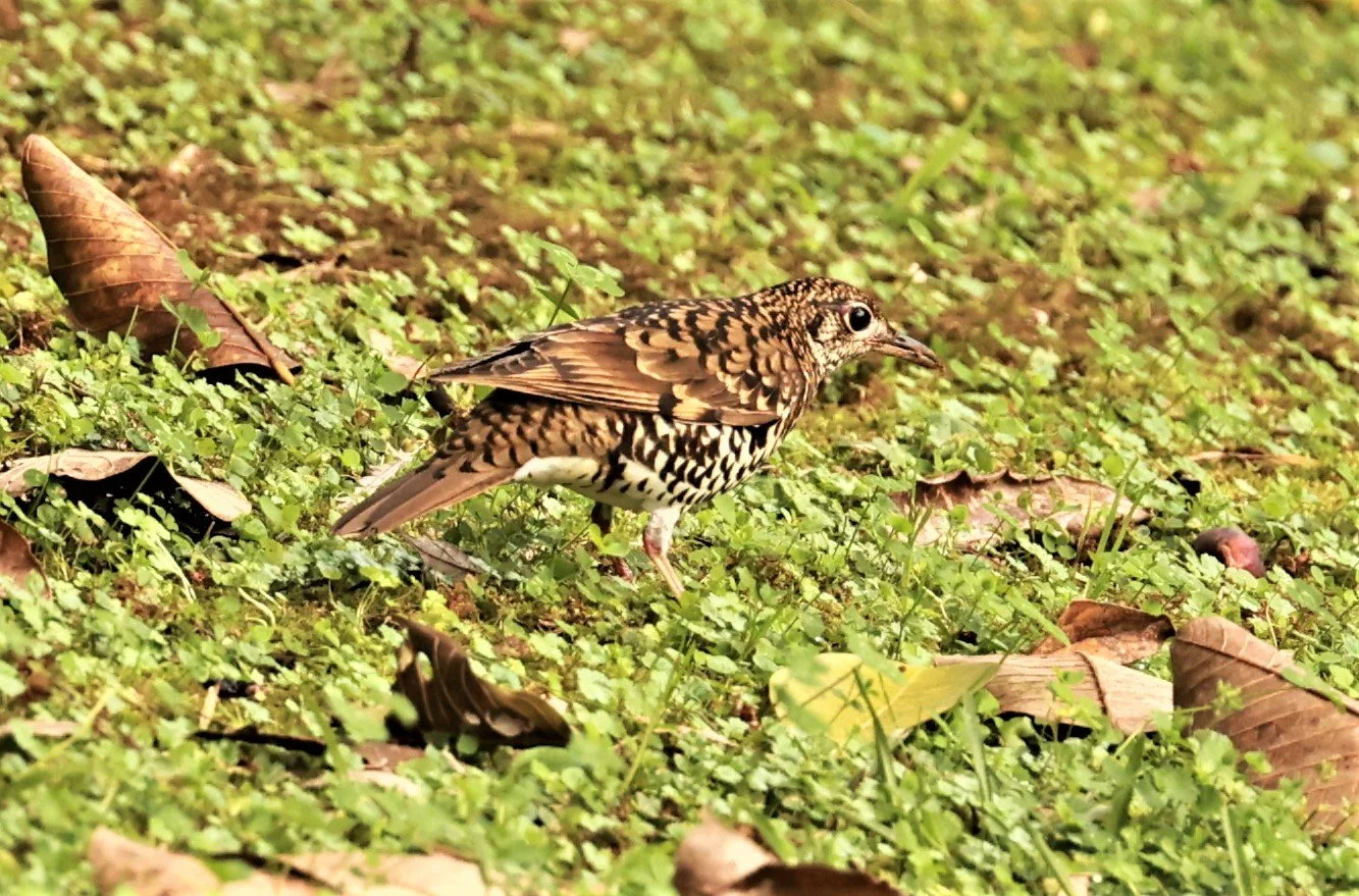 Scaly Thrush (Zoothera dauma) Doi Ang Kang Chiang Mai (21).jpg