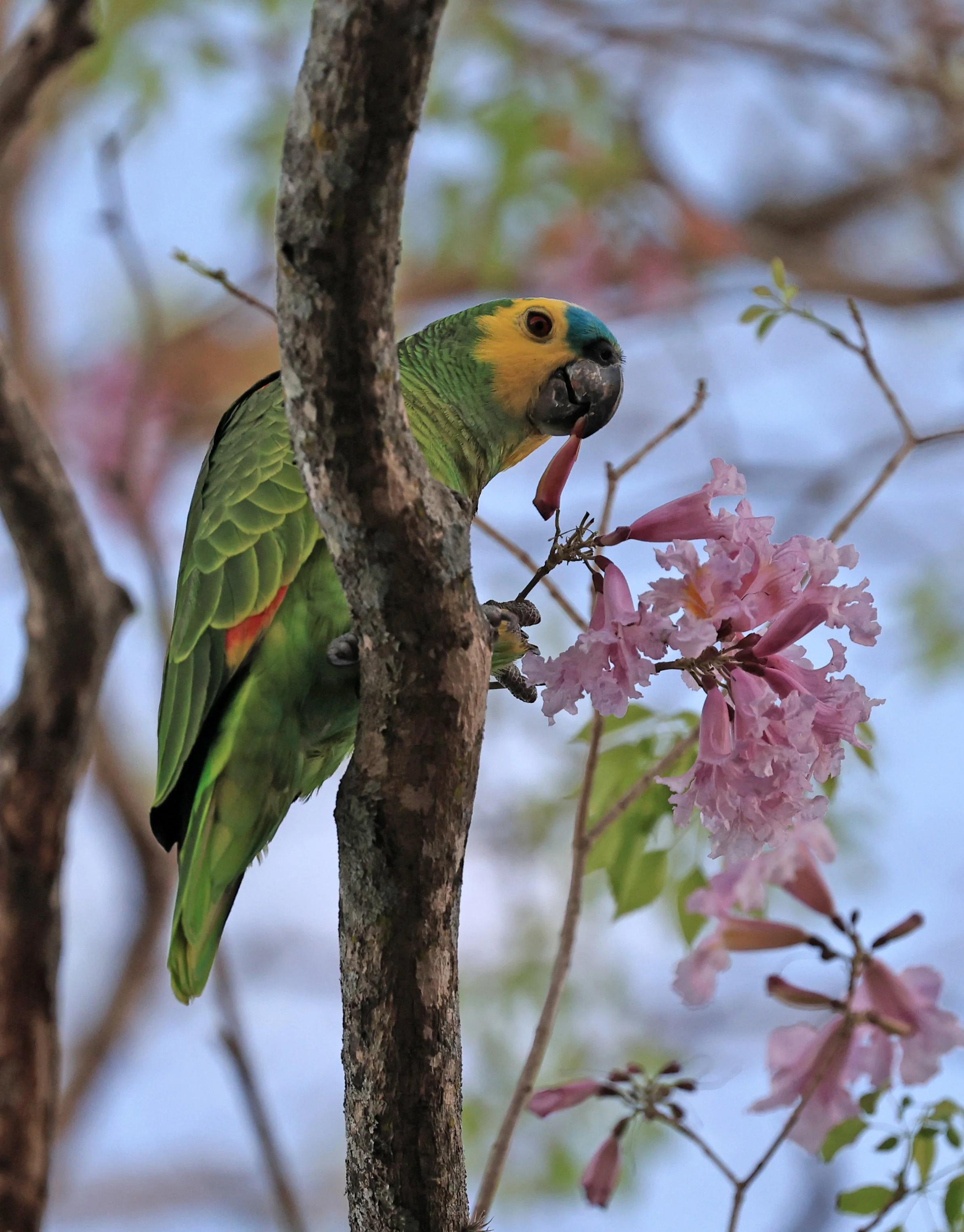 Blue-fronted Amazon (Amazona aestiva) Aurora Chaquena Reserve, Neuland Mennonite Colony and other locations in  Paraguay