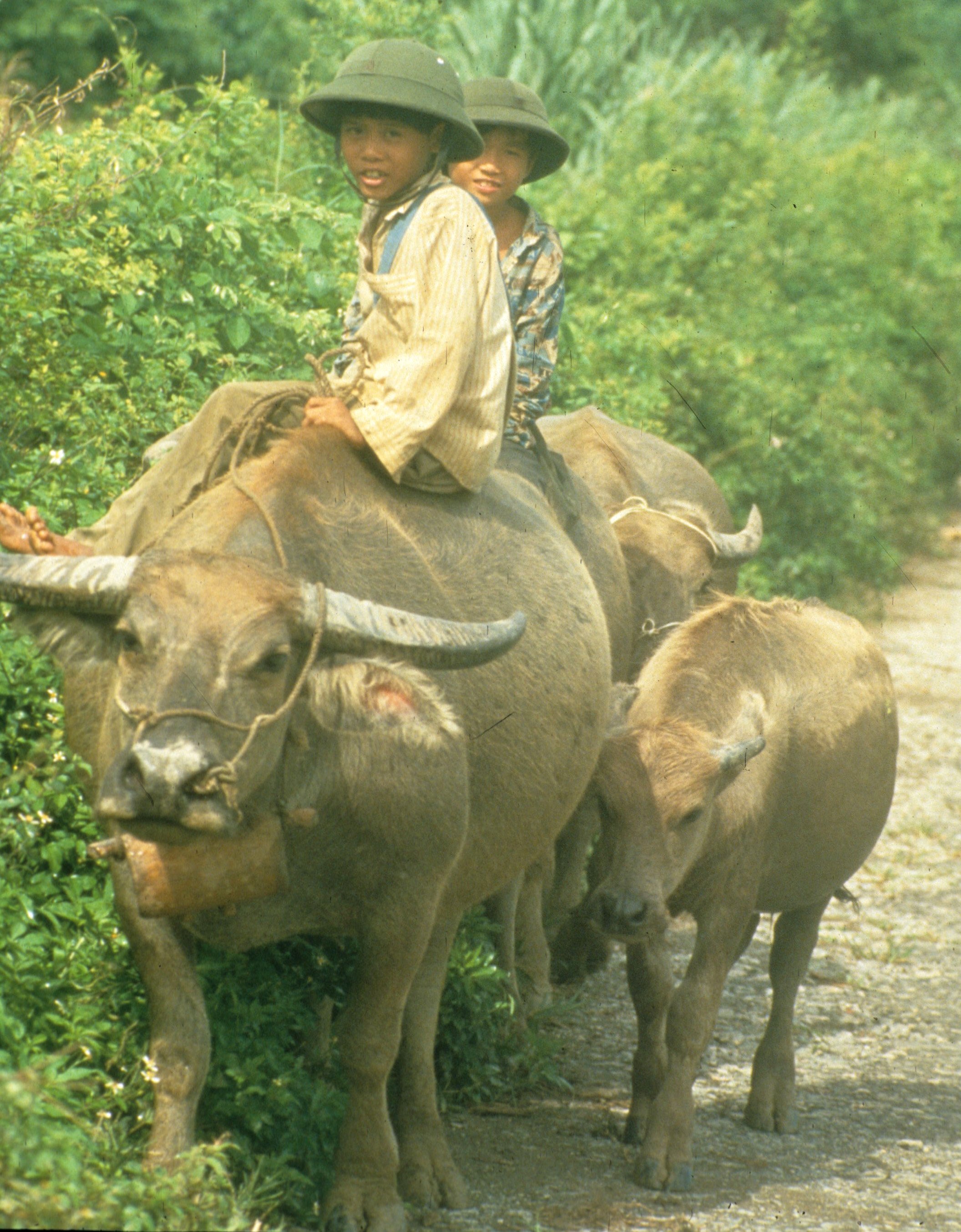 Viet Nam 1994