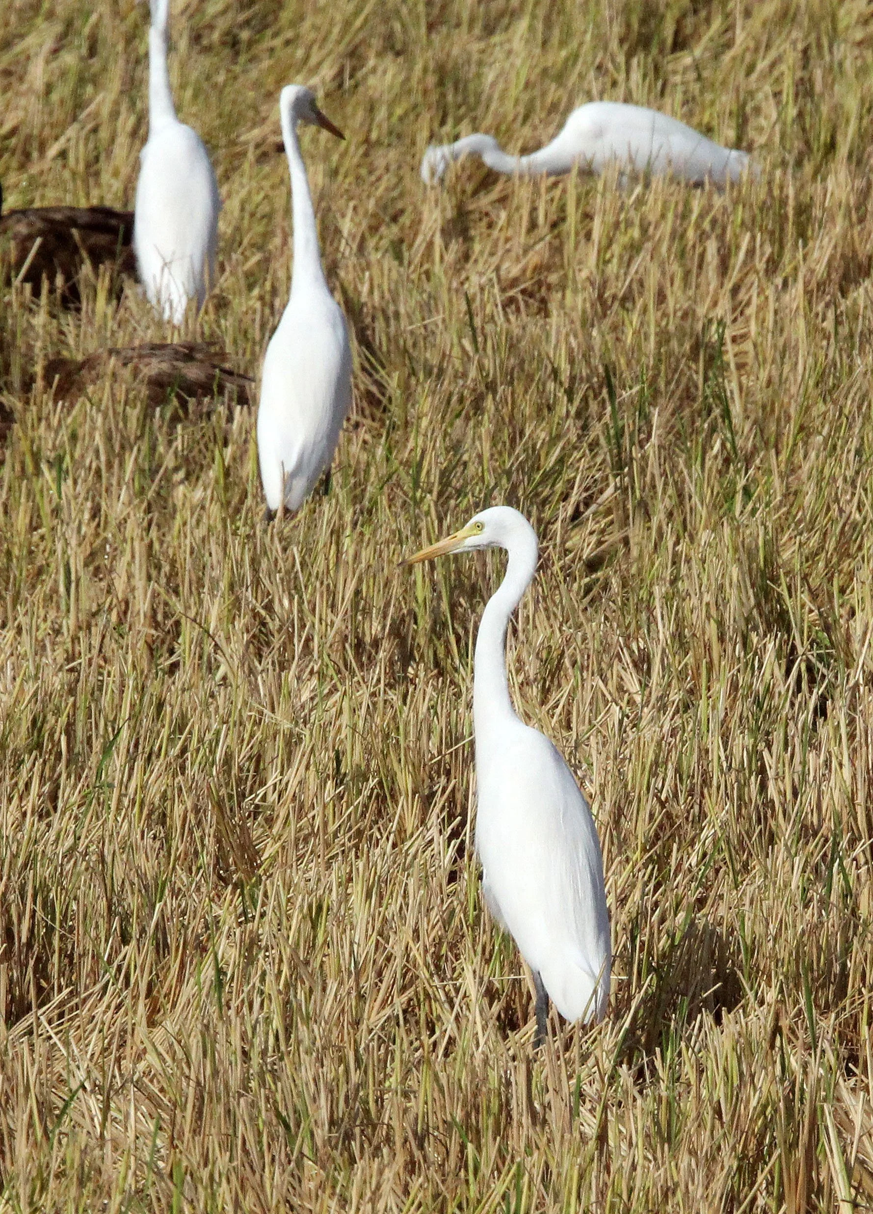 EGRET - INTERMEDIATE EGRET - EGRET - Mesophoyx intermedia - UTHAITHANI THAILAND (4).JPG