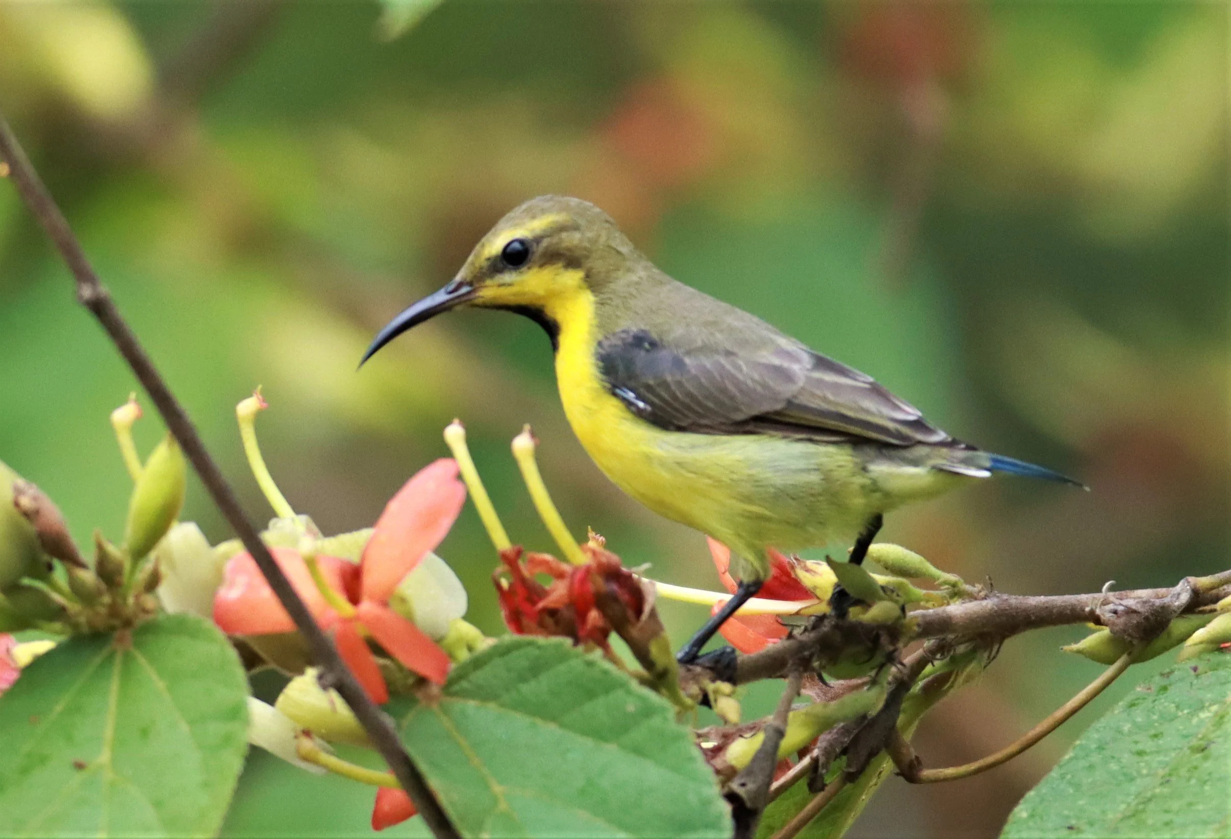 SUNBIRD - OLIVE-BACKED SUNBIRD - Nectarinia jugularis - NONG YA PLONG PETCHABURI (60).jpg