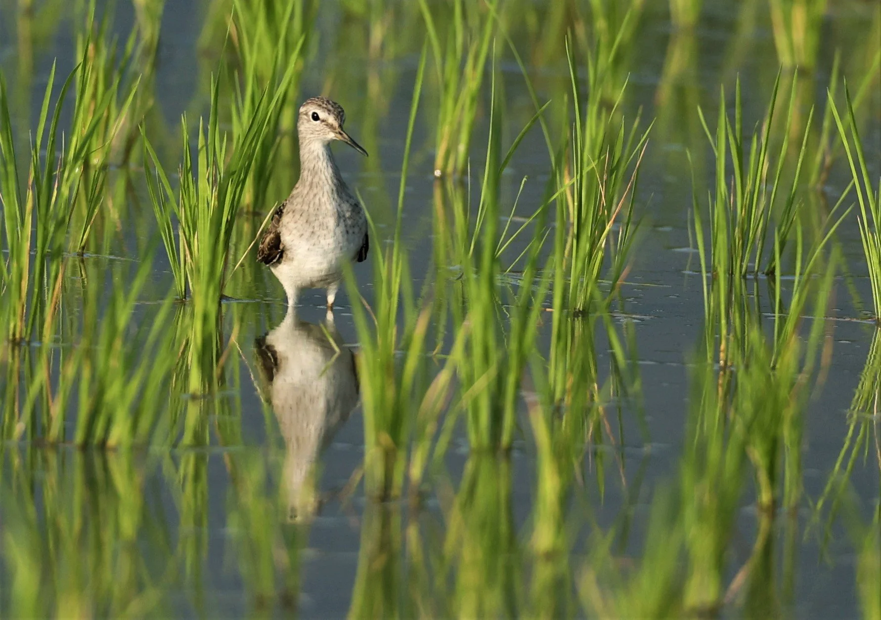 SANDPIPER - WOOD SANDPIPER - Tringa glareola - THATORN RICEFIELDS CHIANG MAI (8).jpg
