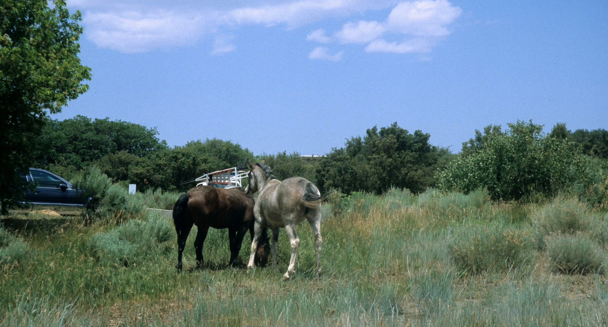 ANASAZILAND - WILD HORSES.jpg