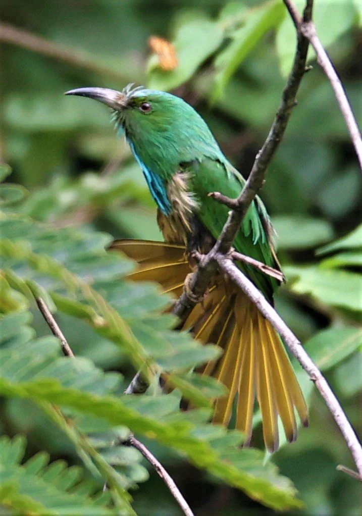 BEE-EATER - BLUE-BEARDED BEE-EATER - Nyctyornis amictus - KAENG KRACHAN NATIONAL PARK 16 OCT 2021 (27).jpg