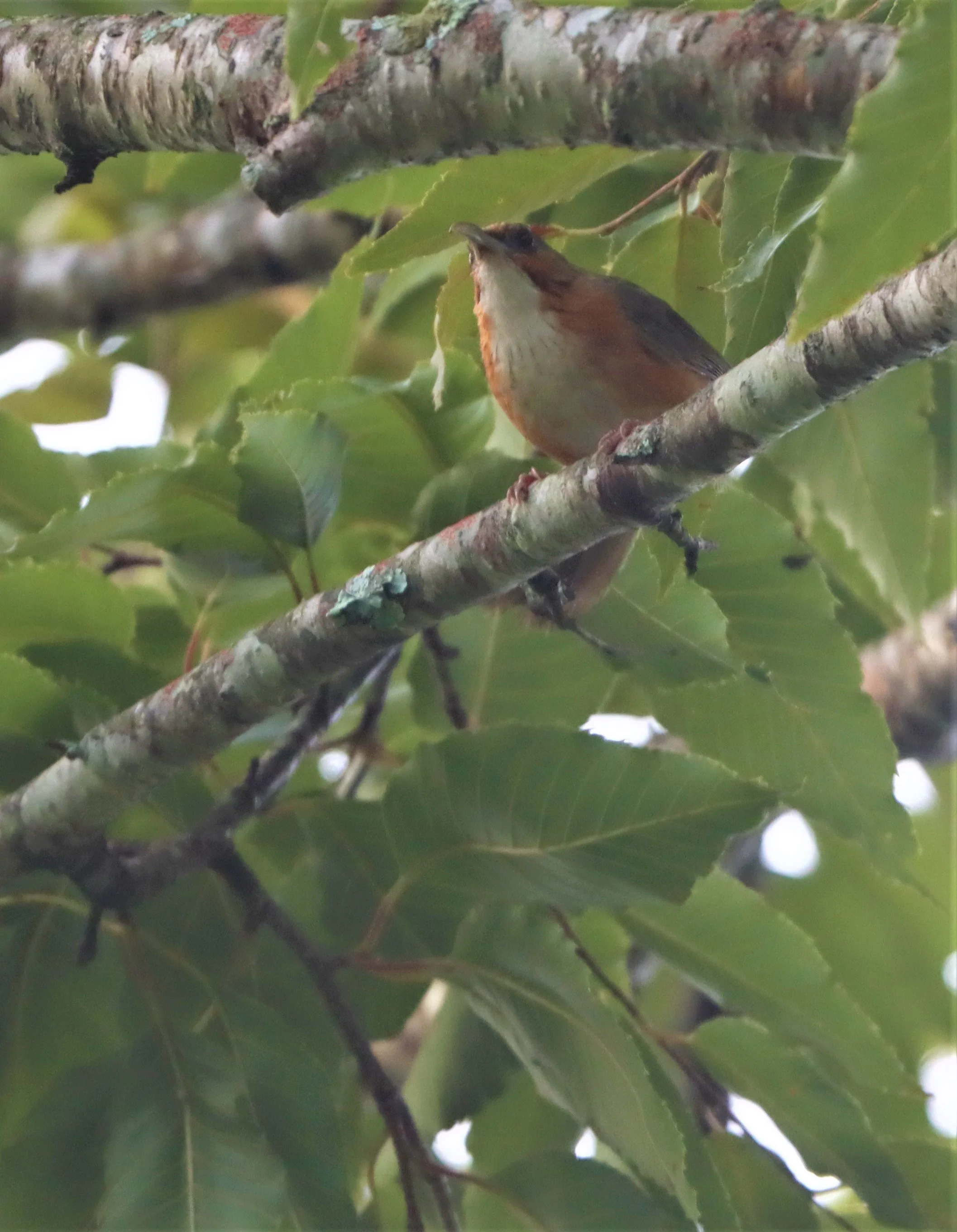 SCIMITAR BABBLER - RUSTY-CHEEKED SCIMITAR BABBLER - Erythrogenys erythrogenys - DOI LANG CHIANG MAI (7).jpg