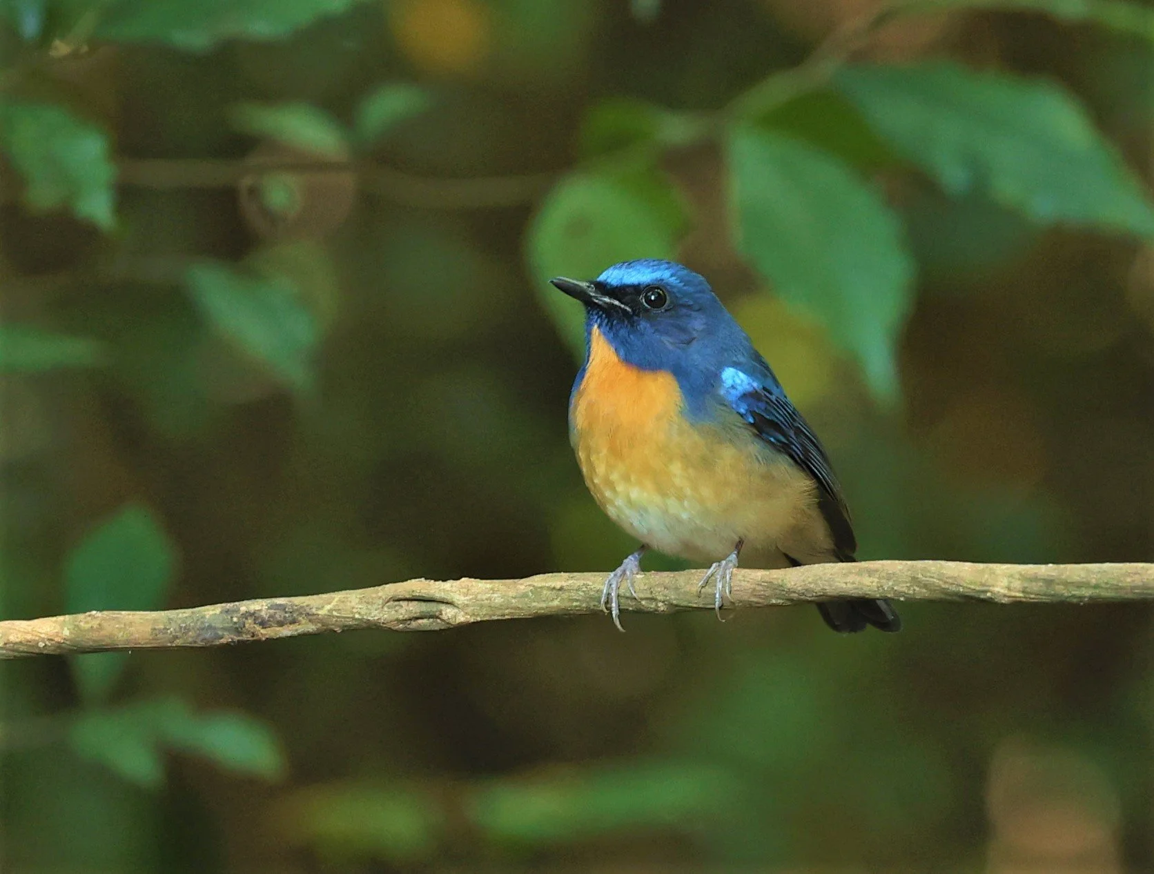 FLYCATCHER - CHINESE BLUE FLYCATCHER - Cyornis glaucicomans - PETCHABURI PROVINCE - NUY HIDE NEAR KAENG KRACHAN JAN 2022 (25).jpg