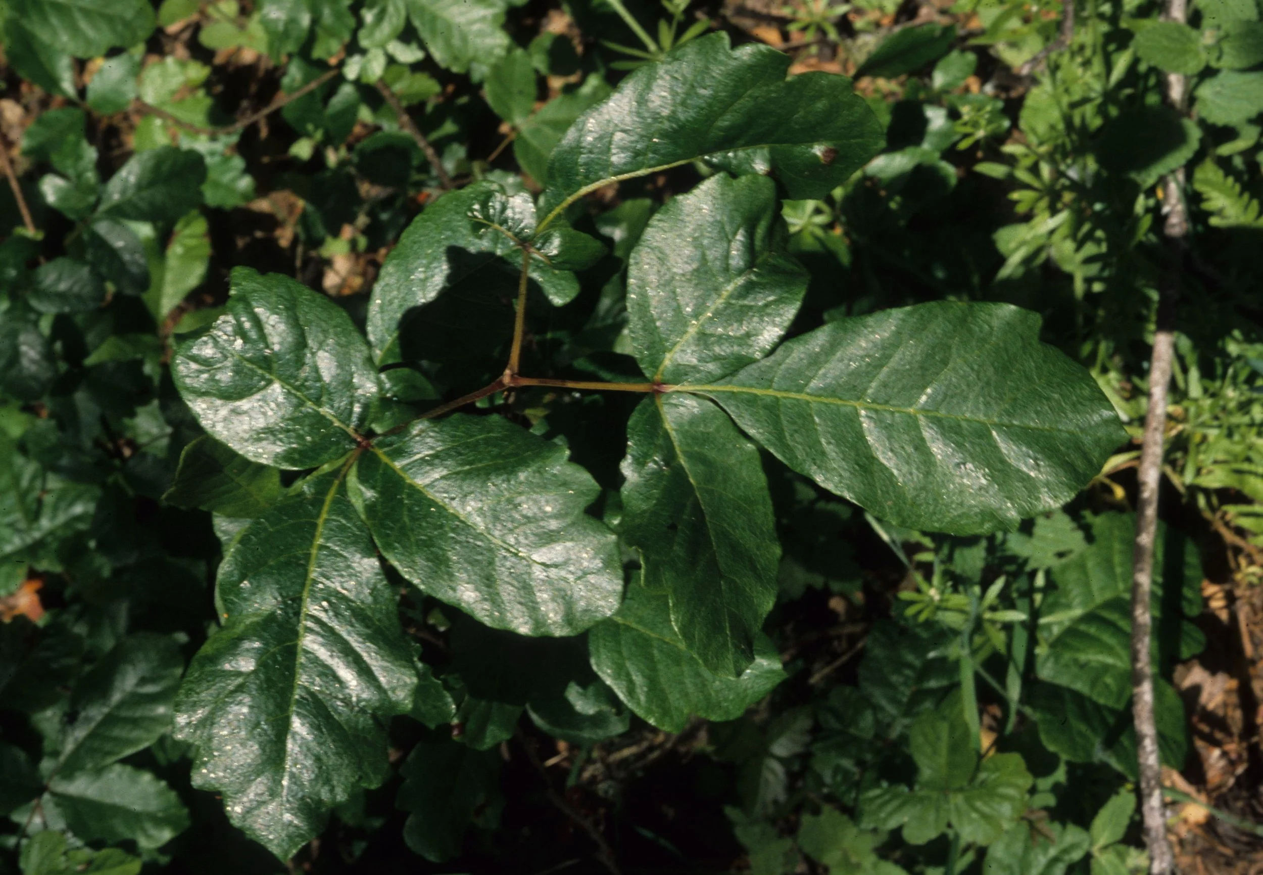 CALIFORNIA - POINT REYES - TOXICODENDRON DIVERSILOBUM - POISON OAK.jpg