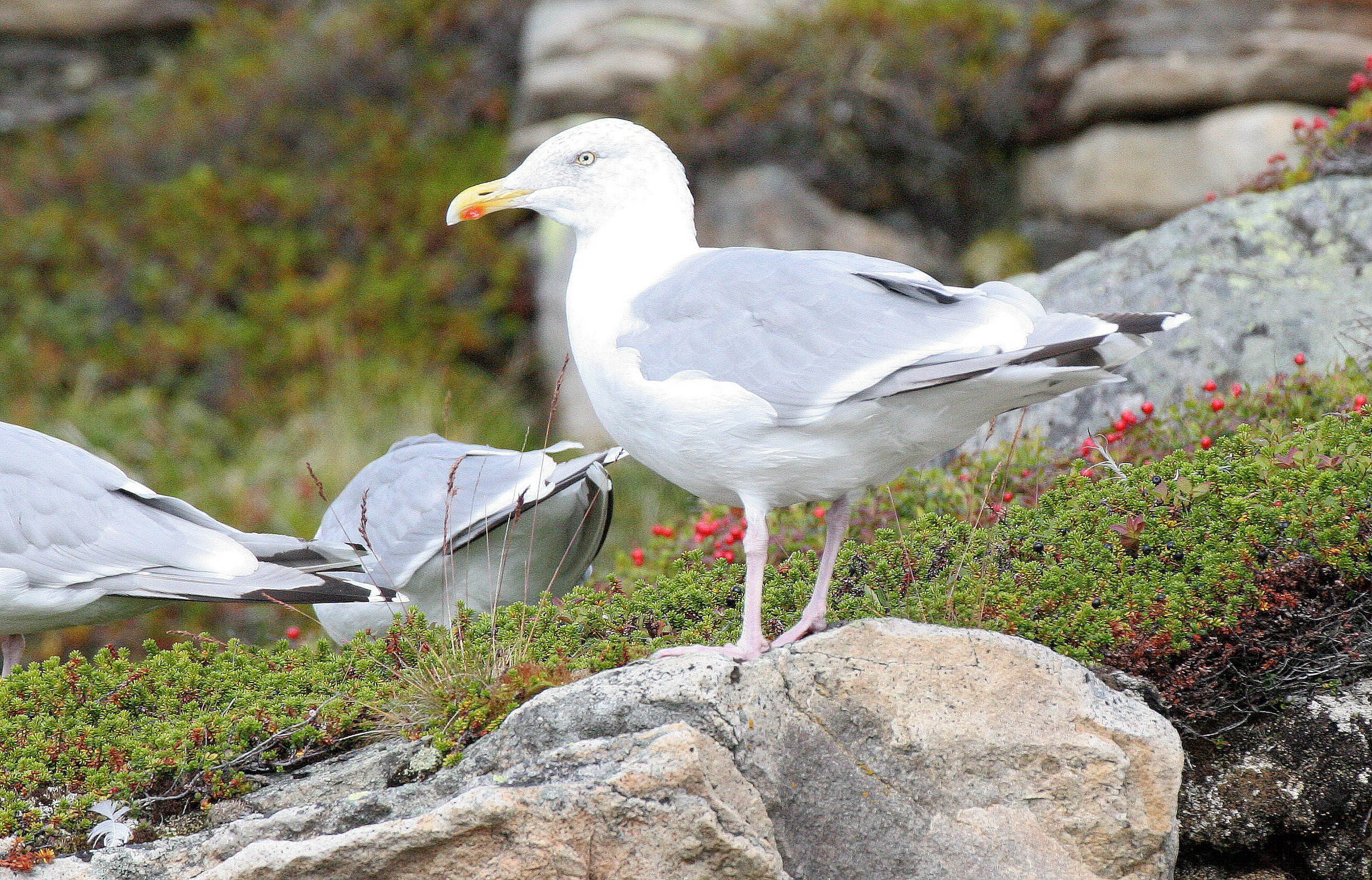 BIRD - GULL - HERRING GULL - NORWAY COAST NEAR VARDO (5).jpg