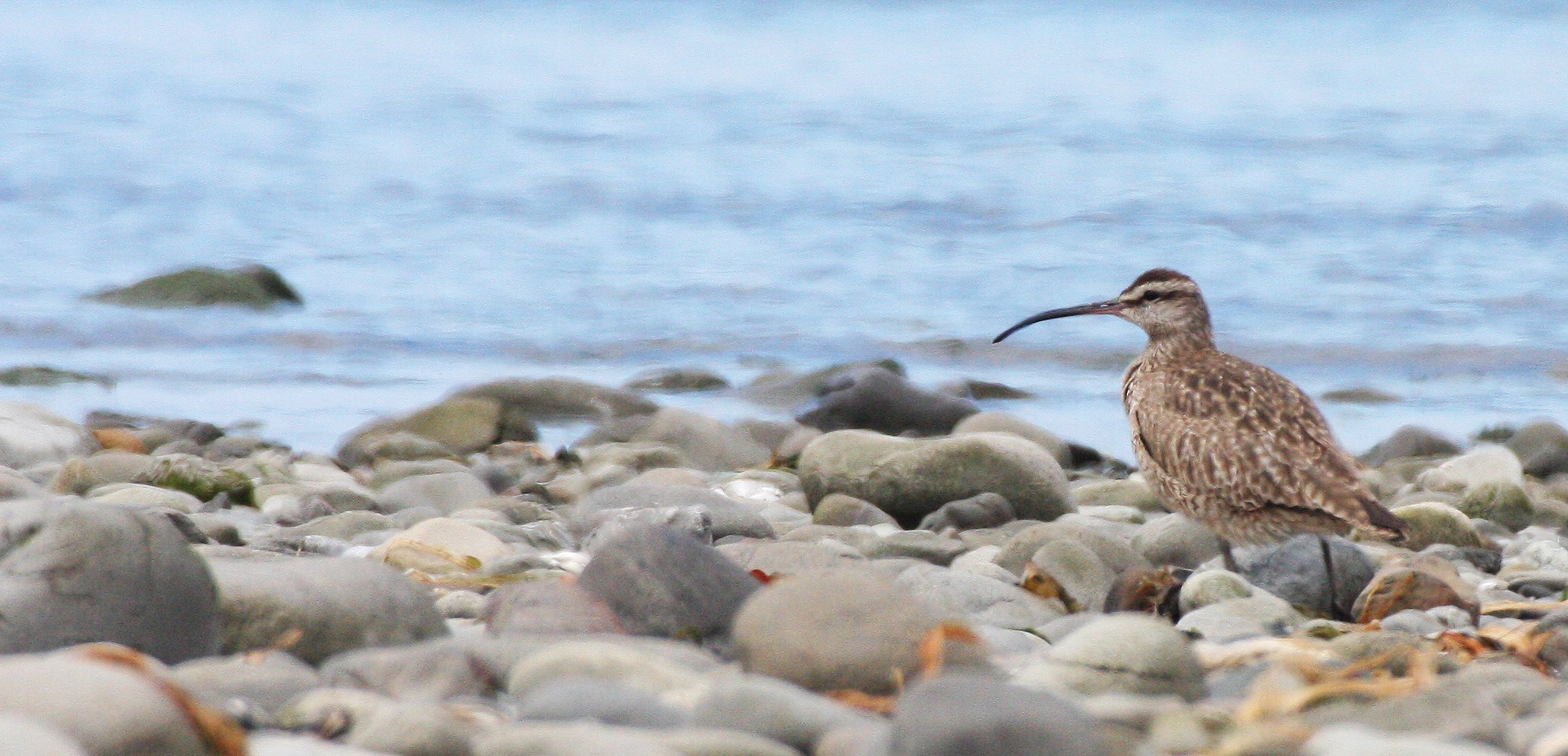 BIRD - WHIMBREL - ELWHA RIVER MOUTH WA (10).JPG