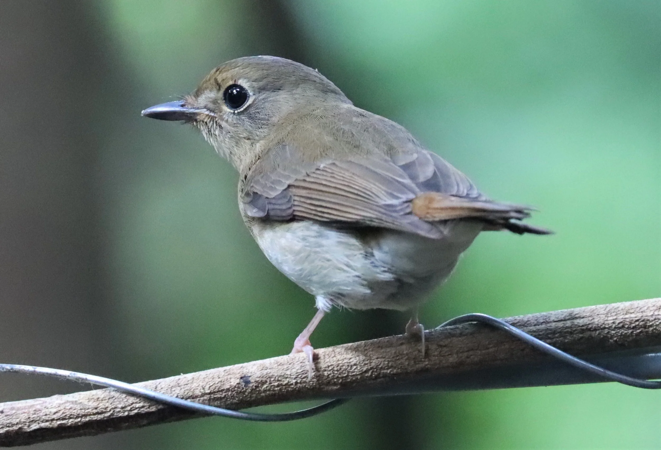 FLYCATCHER - LARGE BLUE FLYCATCHER - Cyornis magnirostris - WAT THAM PRATHUN CHONBURI (3).jpg