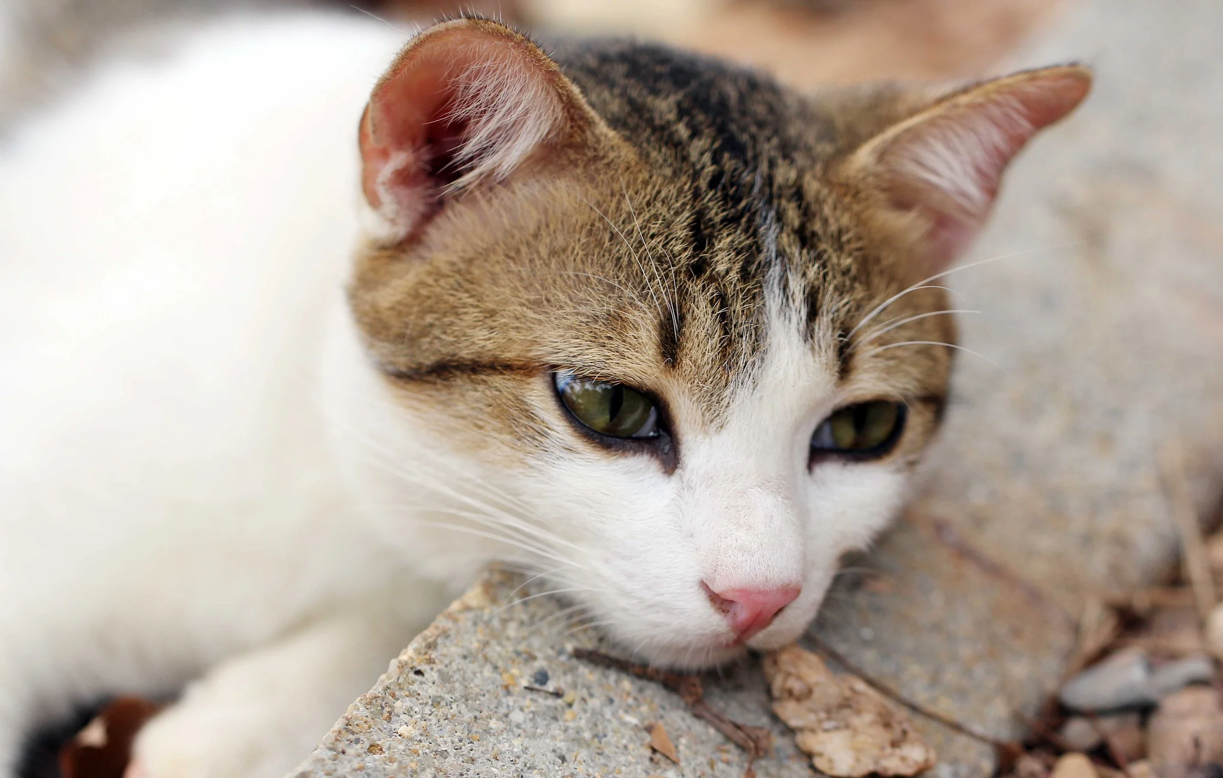 2015 Koh Lanta Songkran with friends from ISB (410).JPG