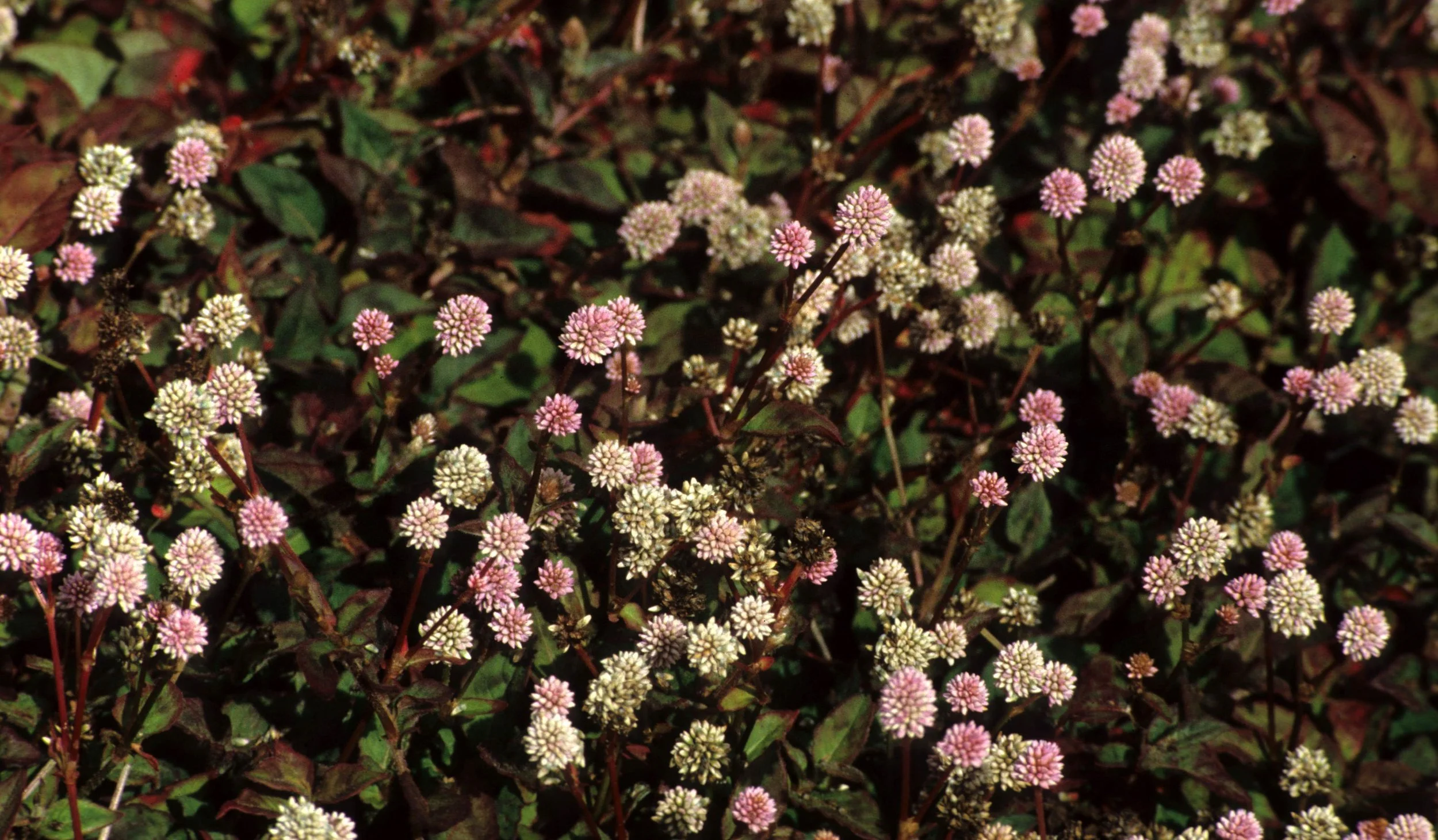HAWAII - HAWAII - CLOVER.jpg