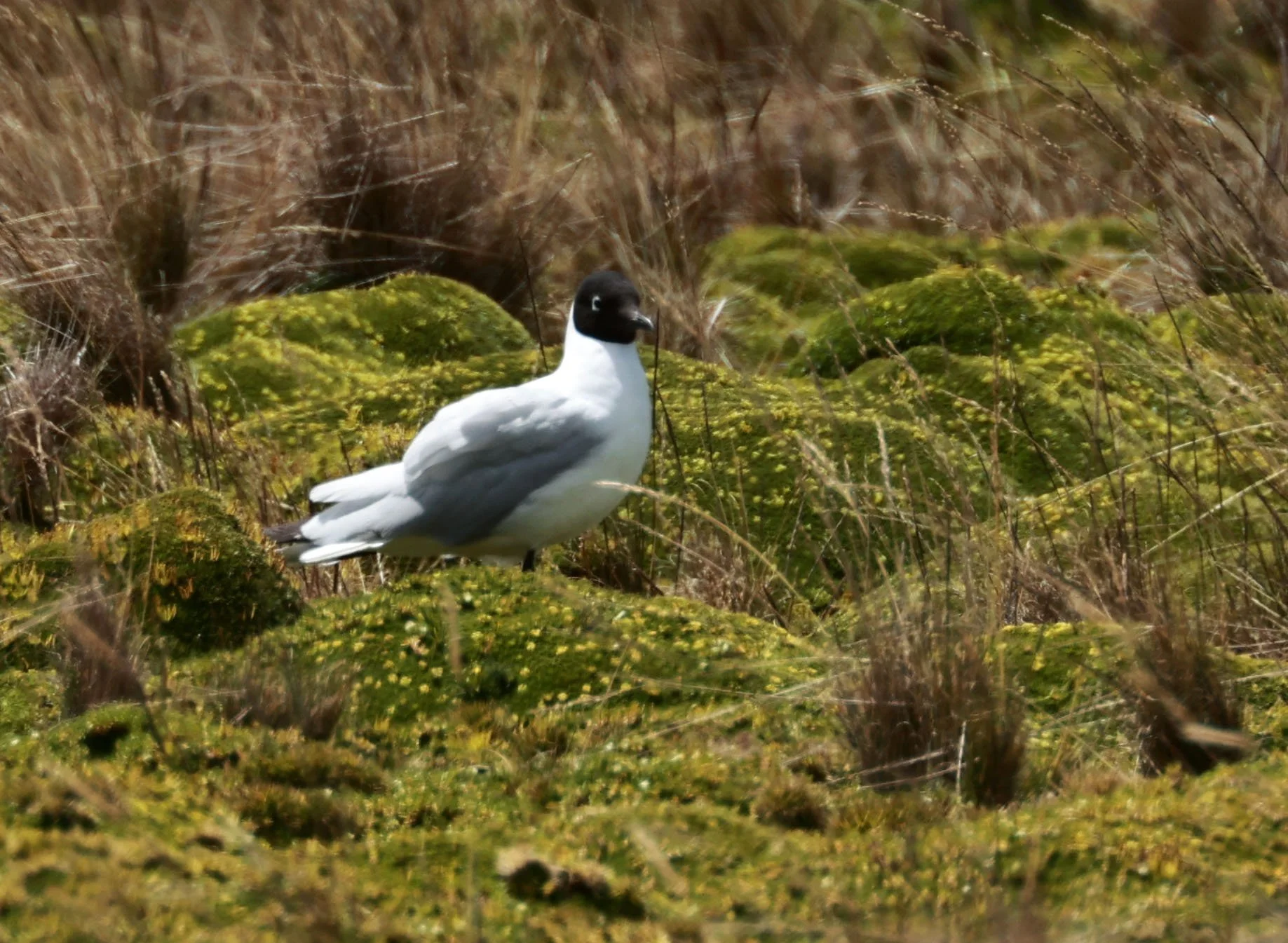 Gull - Andean Gull - Chroicocephalus serranus - Antisana National Park, Eastern Andes Ecuador (5).jpg