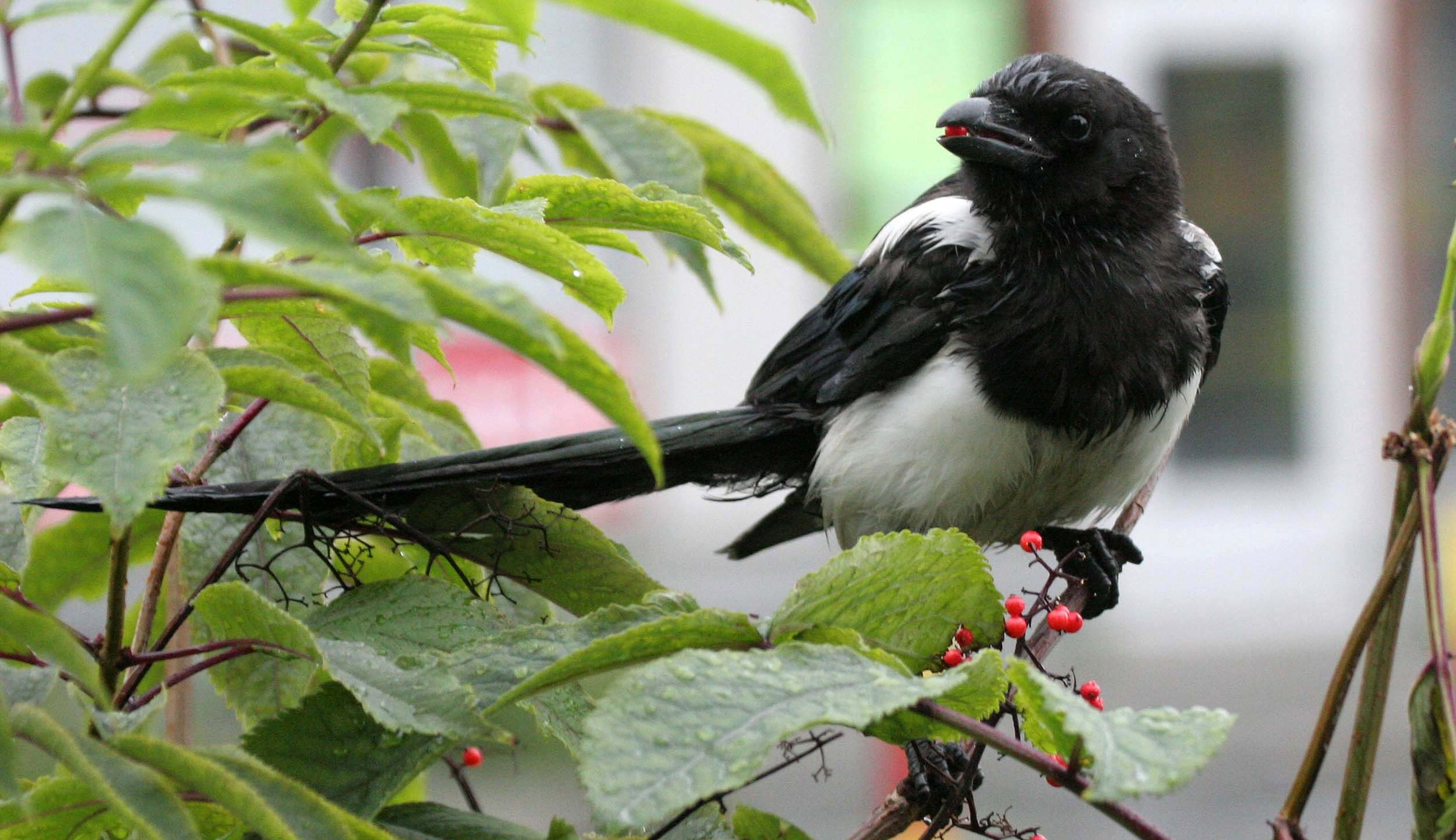 Black-billed Magpie