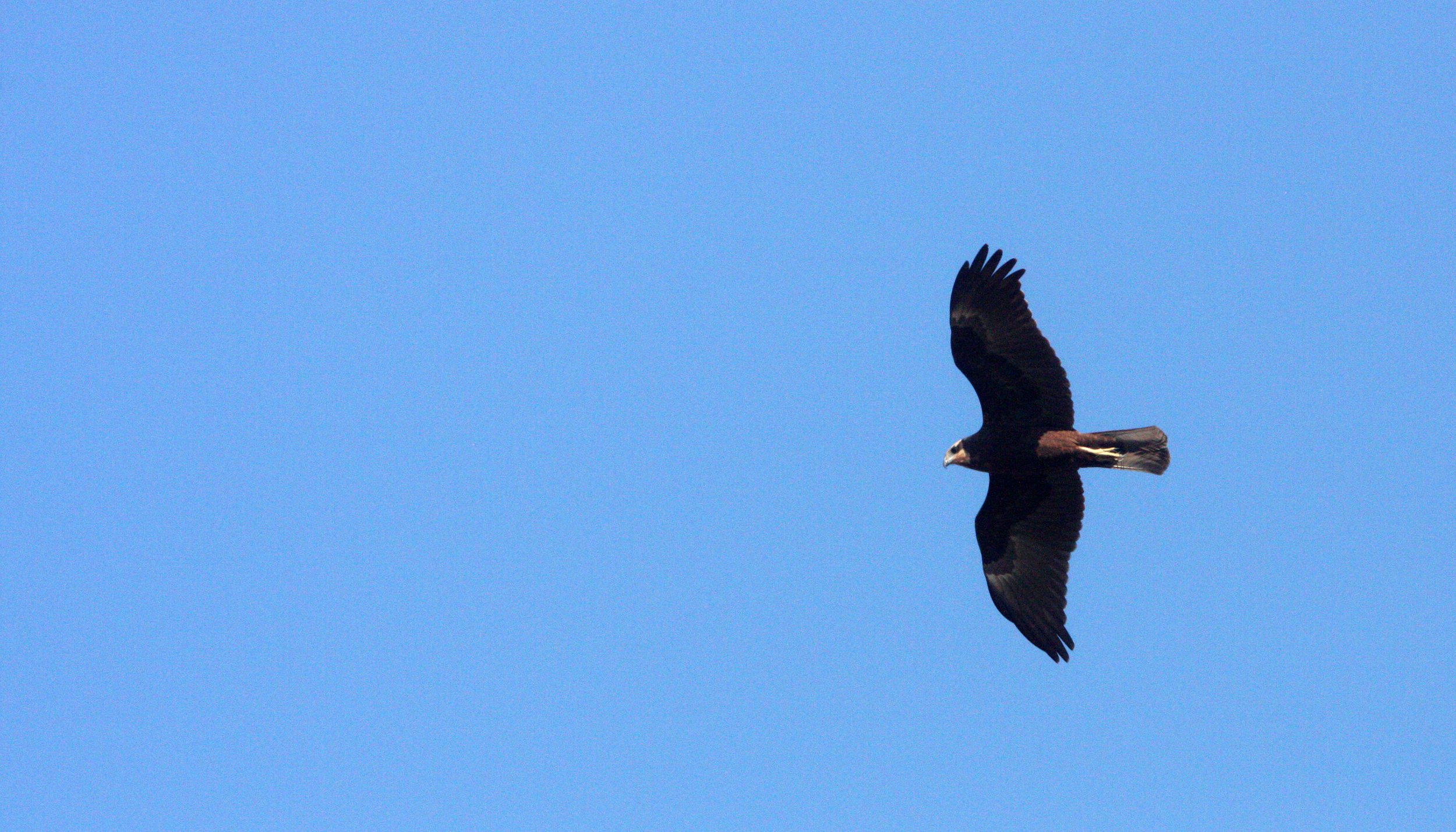 Circus aeruginosus - EURASIAN MARSH HARRIER - LITTLE RANN OF KUTCH INDIA (6).JPG