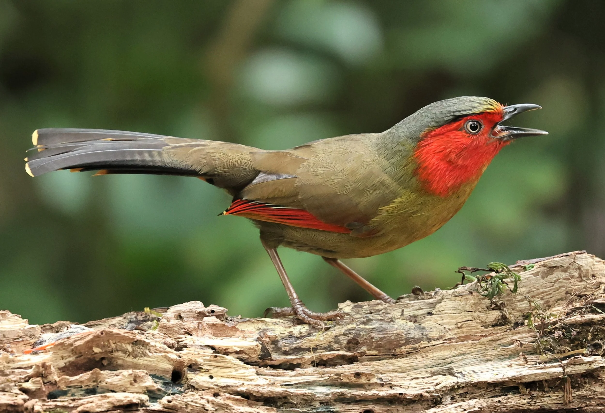 Scarlet Cheeked Liocichl (Liocichla ripponi) Doi Pha Hom Pok NP, Doi Lang East