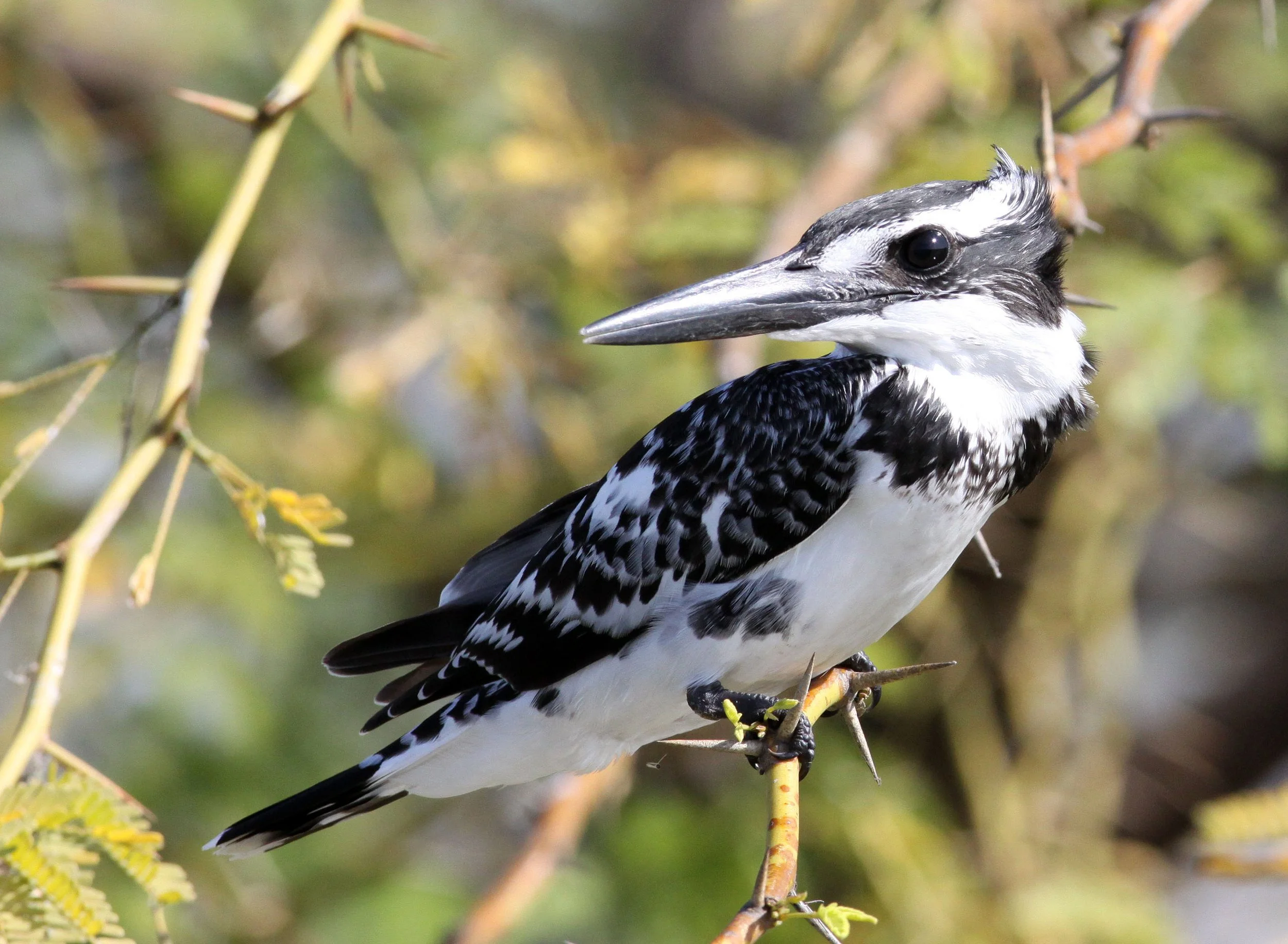 Ceryle rudis - PIED KINGFISHER - LITTLE RANN OF KUTCH GUJARAT INDIA (16).JPG