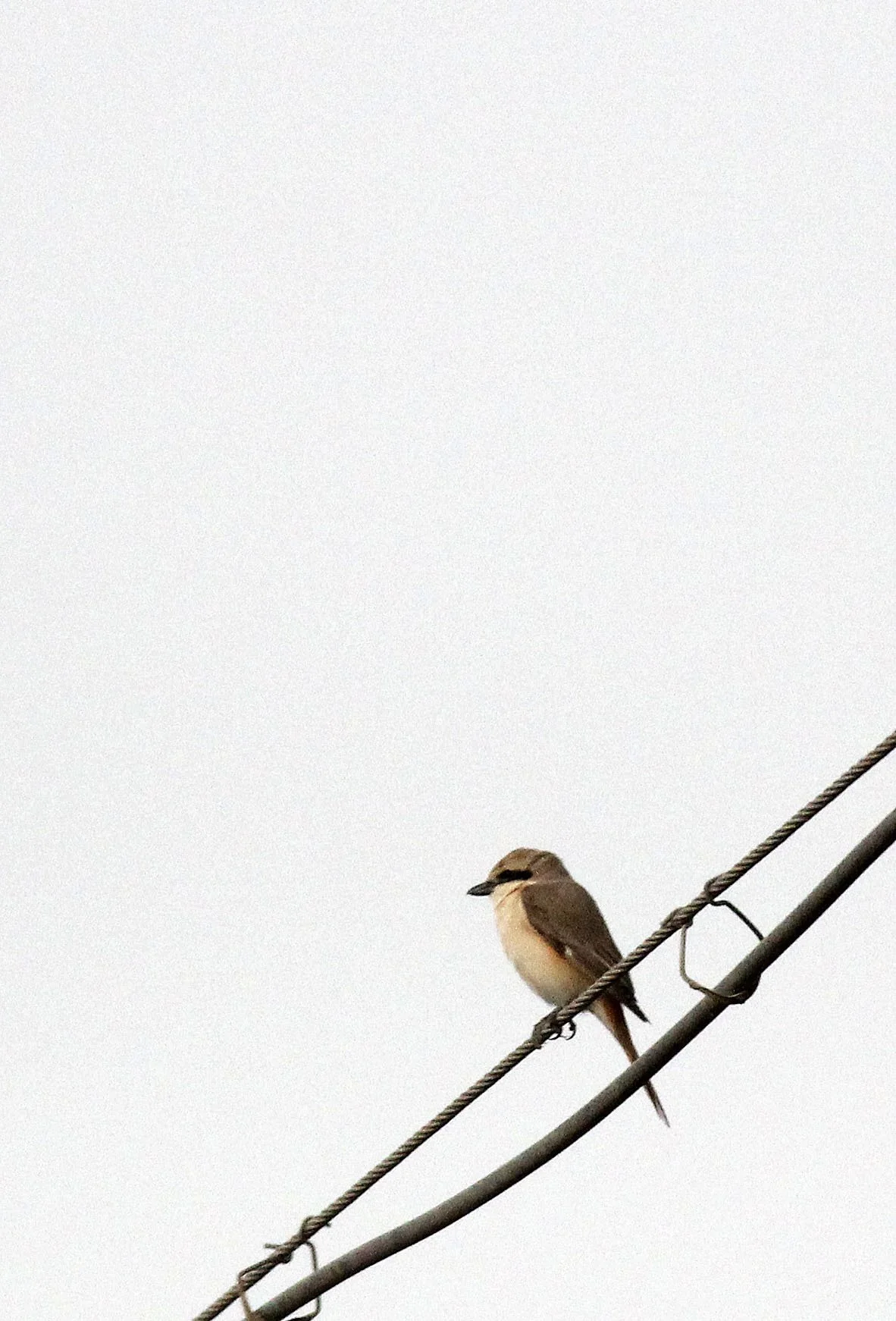 Red-backed Shrike (Lanius collurio) Dunhuang Xinjiang China Turpan area (1).JPG