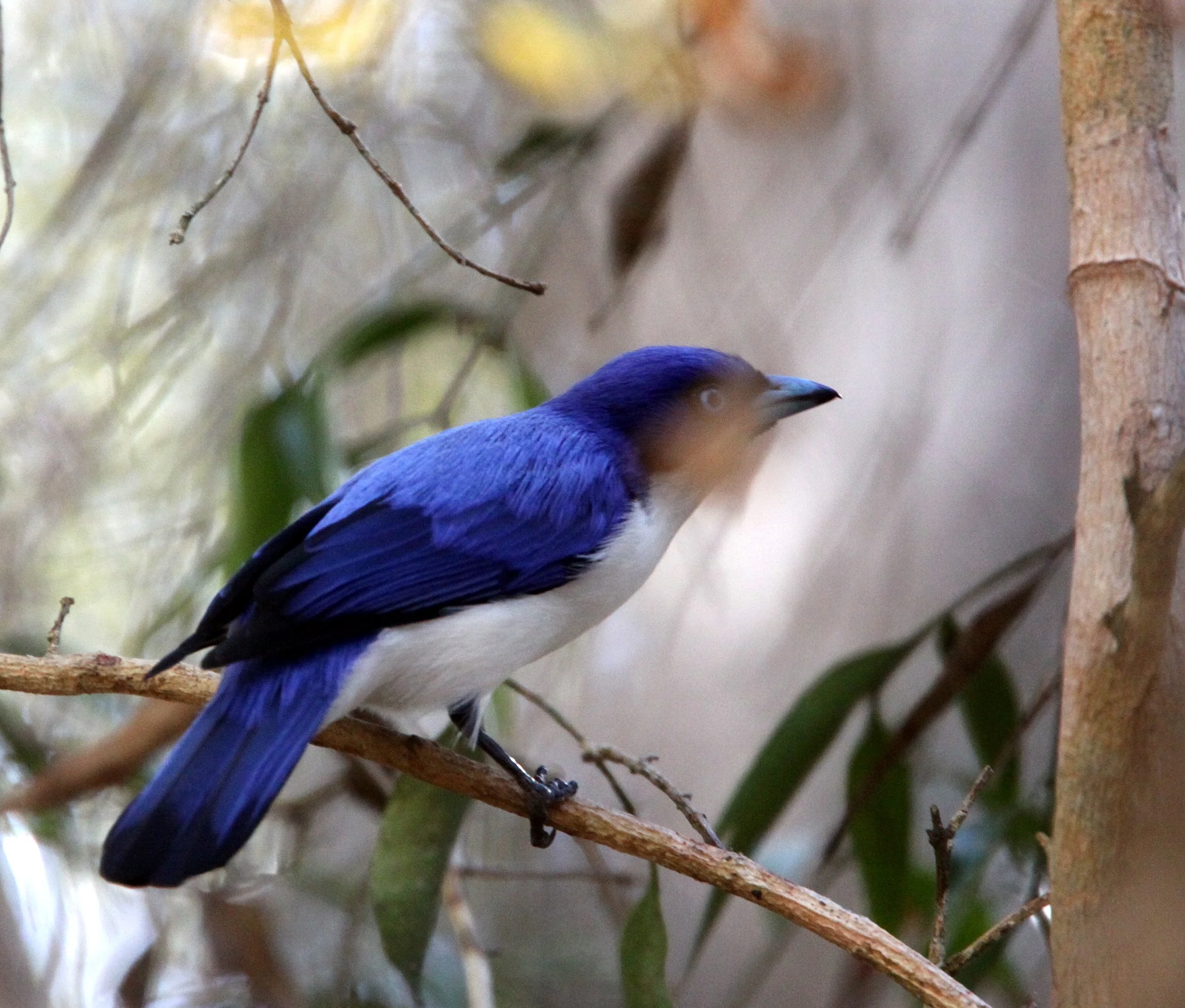 Cyanolanius madagascarinus - Madagascar Blue Vanga - Kirindy National Park, Madagascar