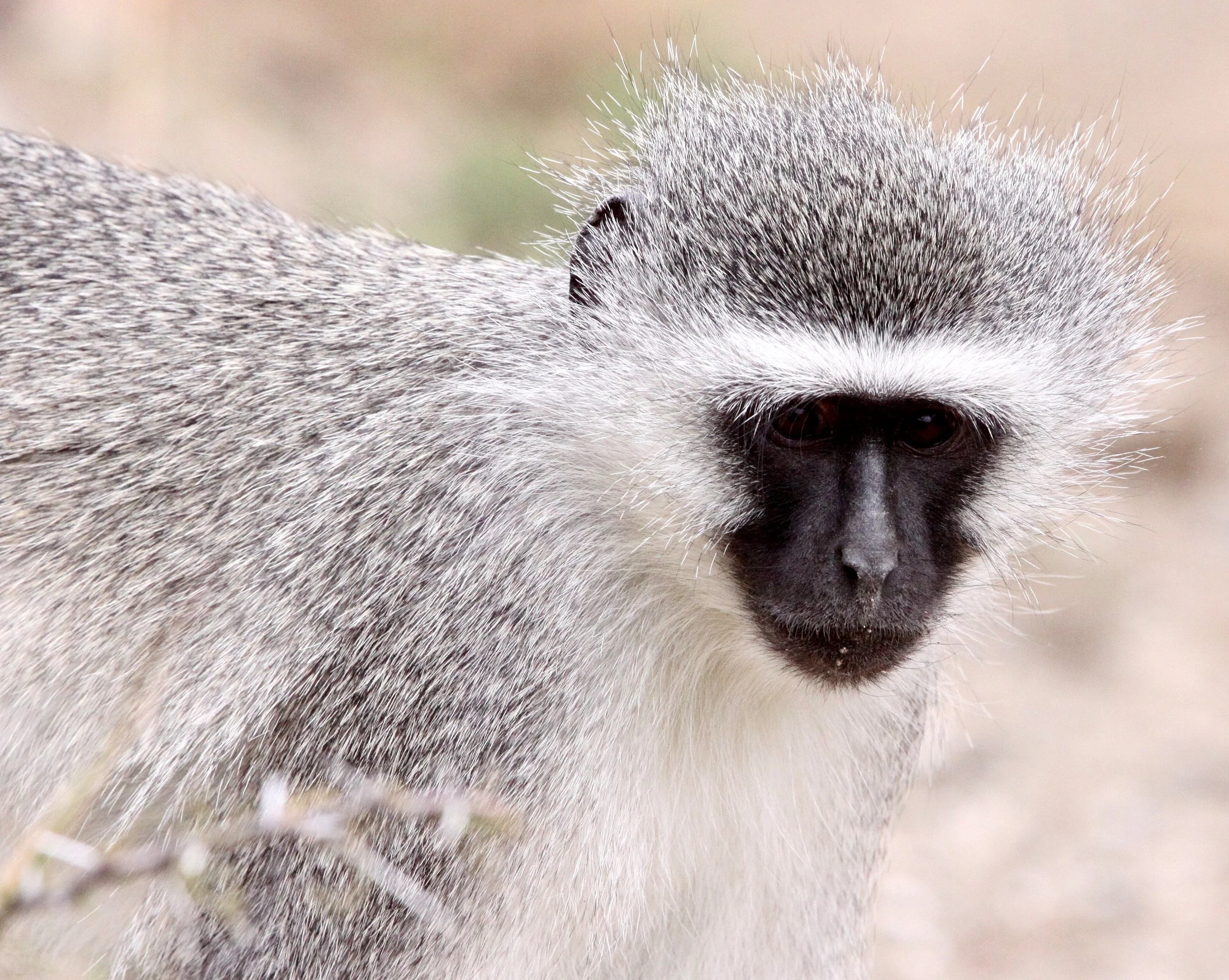 CERCOPITHECIDAE - Chlorocebus pygerythrus pygerythrus - BLACK-CHINNED VERVET MONKEY - MOUNTAIN ZEBRA  NATIONAL PARK SOUTH AFRICA (1).JPG